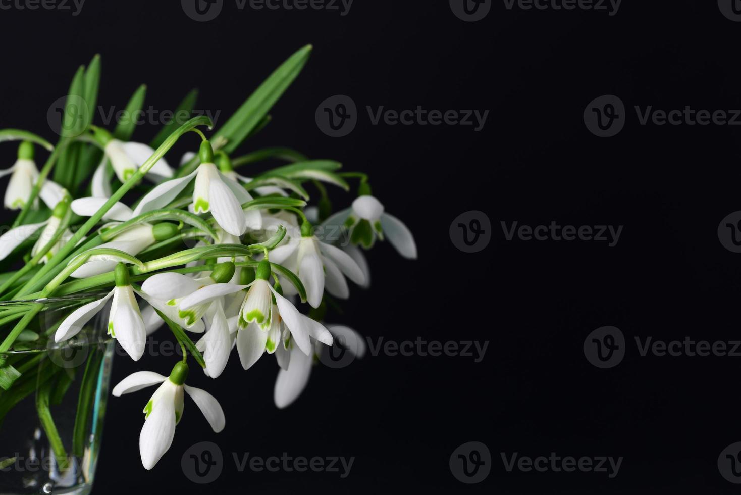 A bouquet of fresh white snowdrops is in a glass vase against a dark background photo