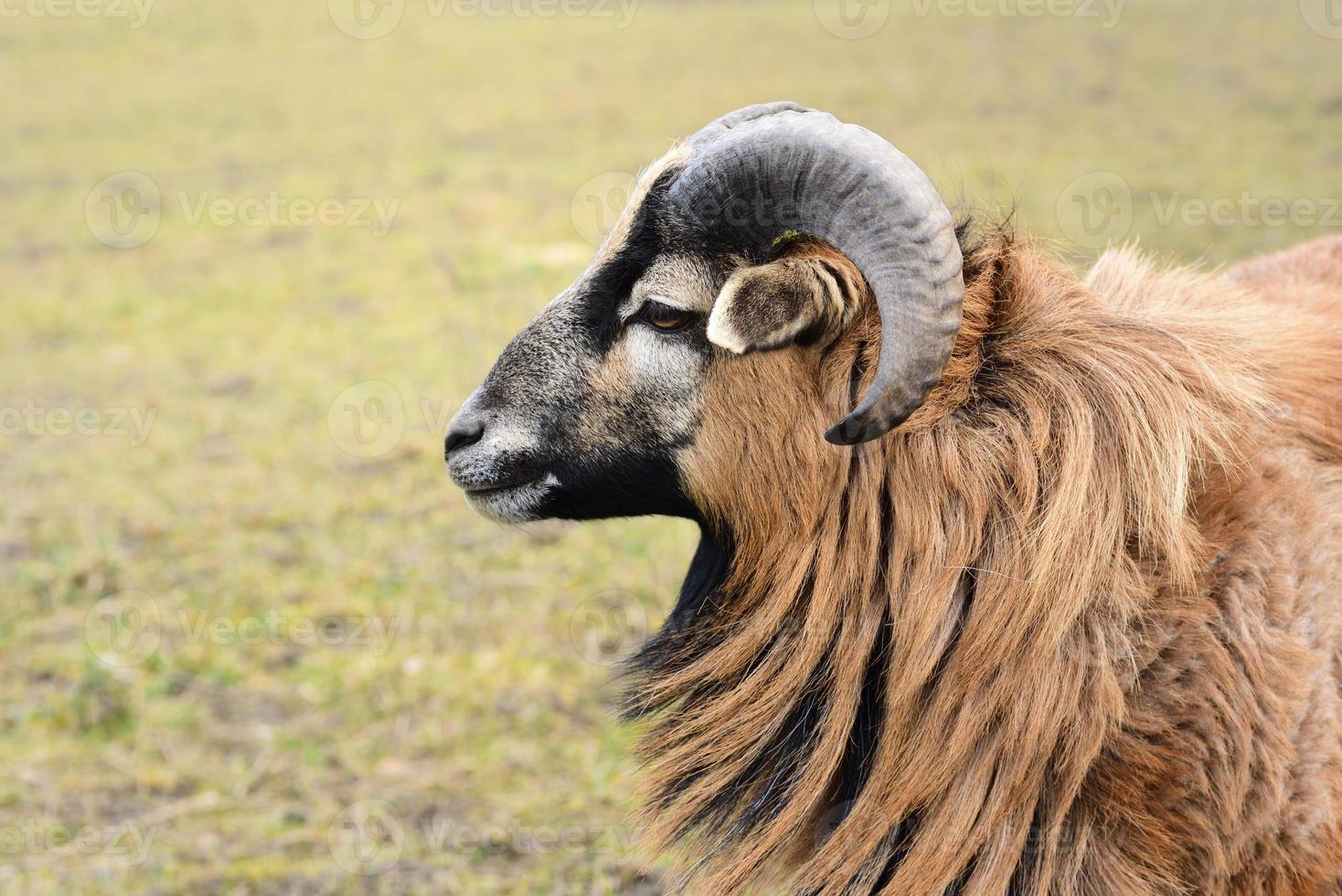 Portrait of a brown sheep with long fur and round horns, in front of a green meadow in spring photo