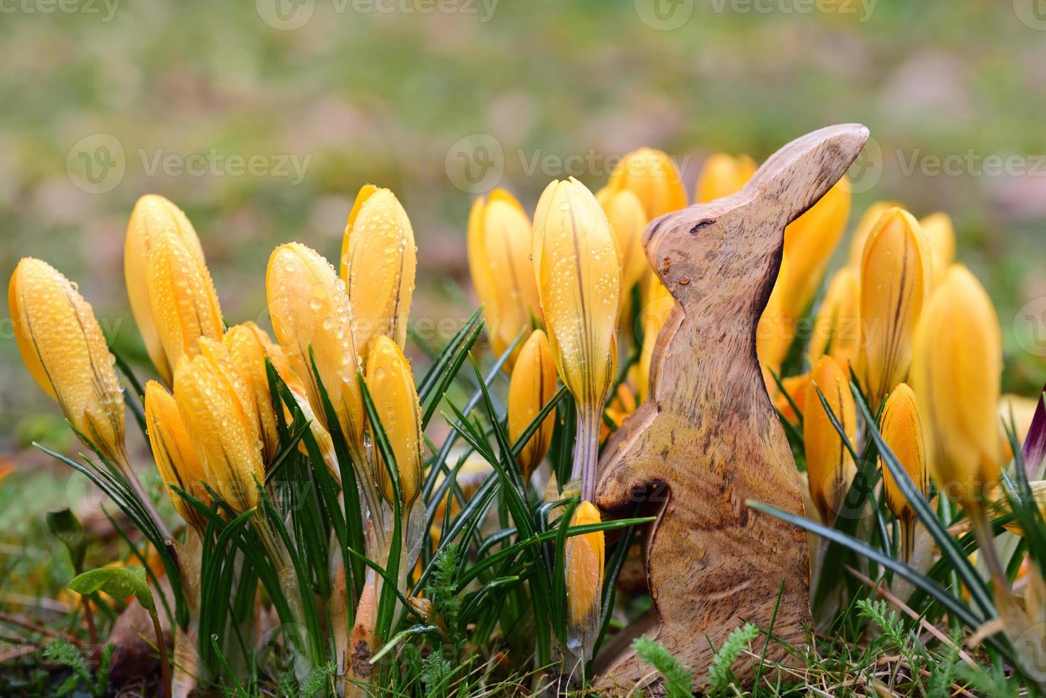 Easter in Germany with a wooden Easter bunny standing between yellow crocus after the rain photo