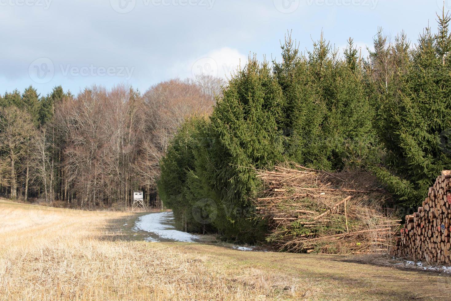 Landscape in Bavaria at the edge of the forest with a hunter's stand, conifers and freshly felled trees to the side photo