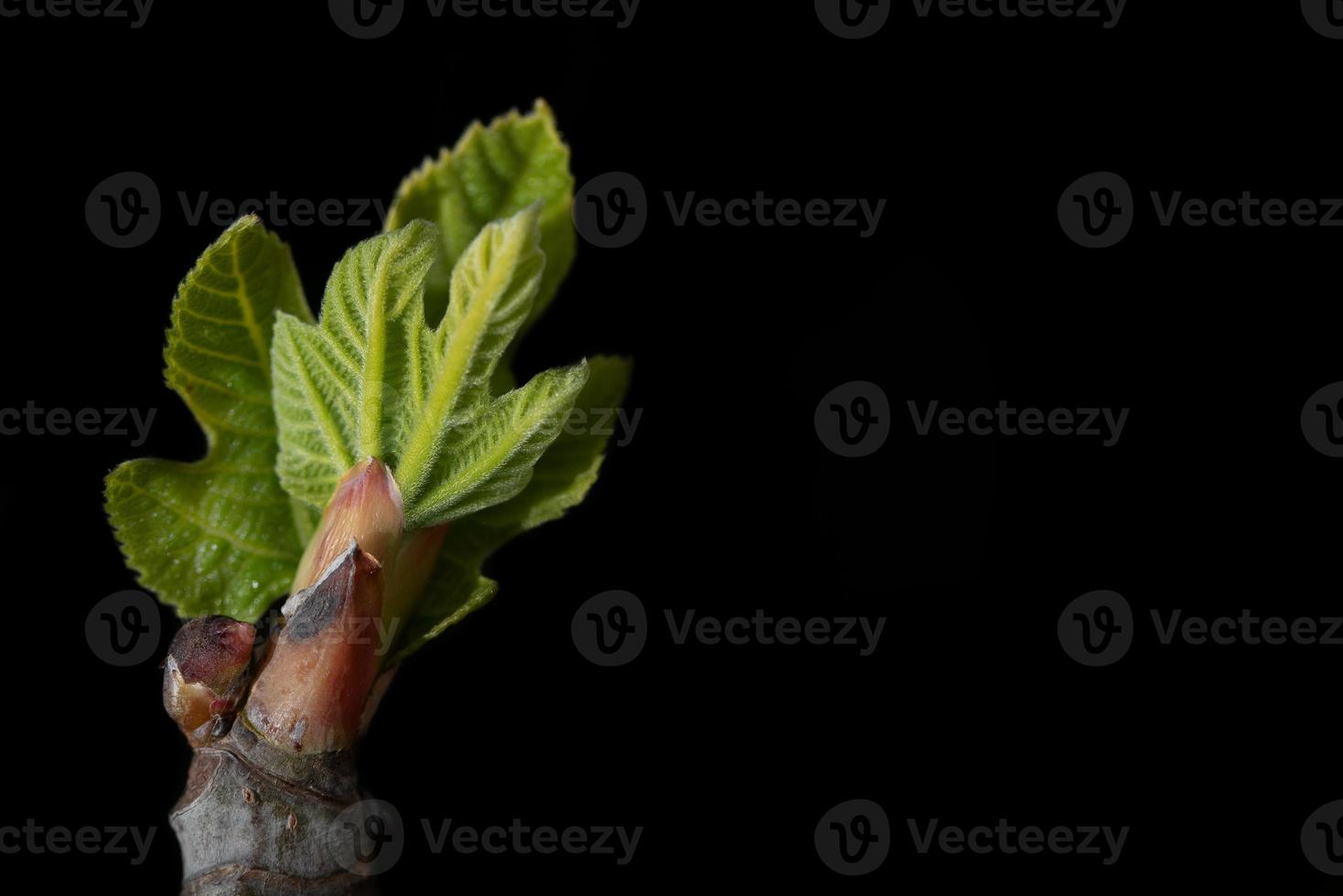 The green bud of fresh fig leaves on the edge of a picture against a dark background photo