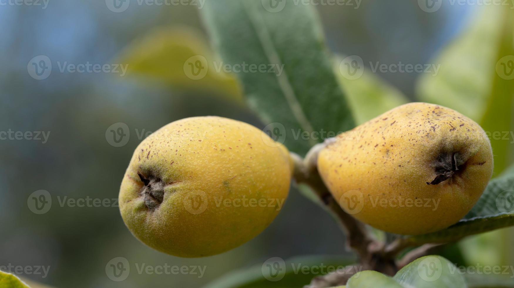 Fresh ripe medlars grow on the tree surrounded by green leaves in Sicily photo