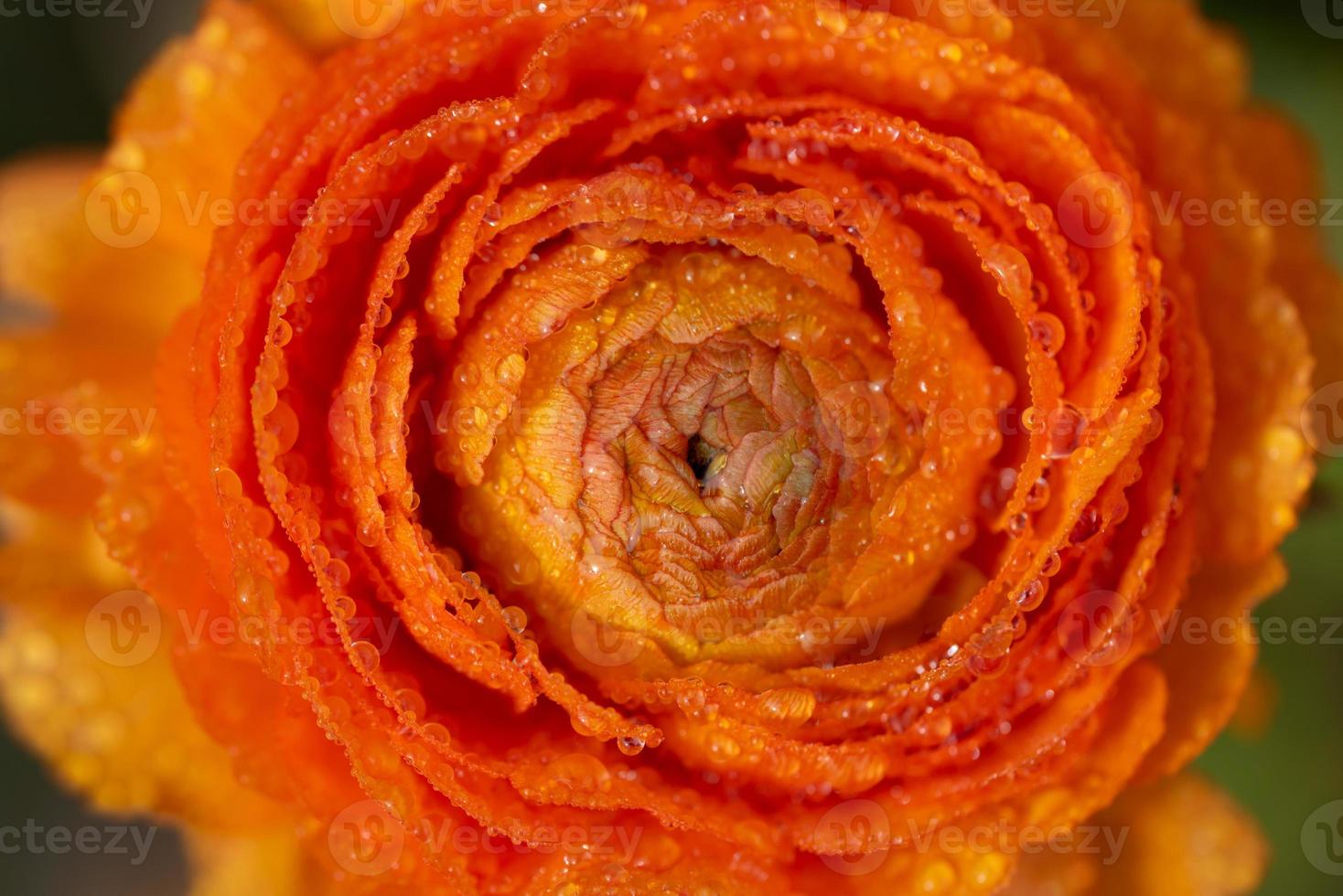 Close up of an orange ranunculus, photographed from above, with water droplets in spring photo