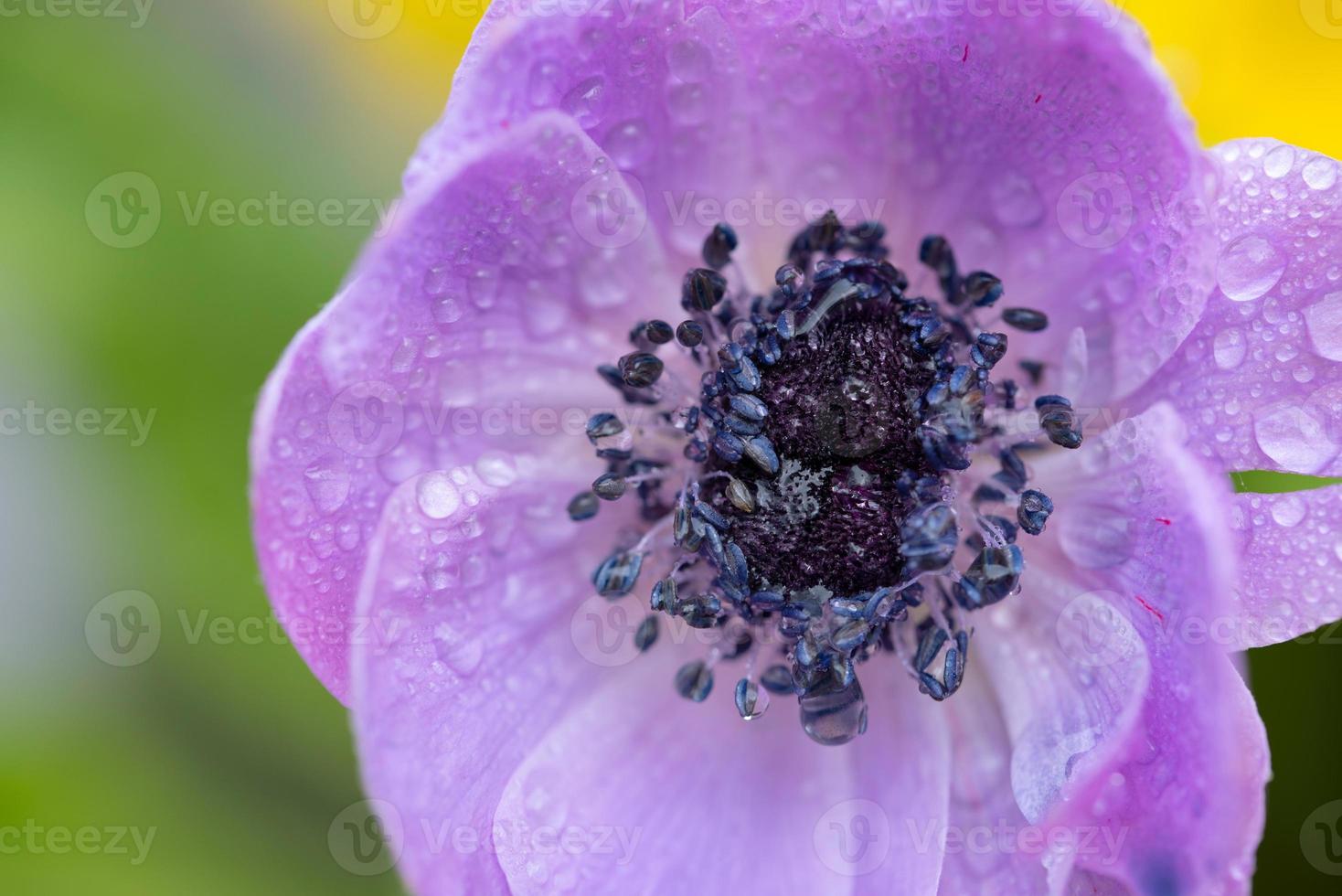 Close upthe bud of a purple poppy flower, photographed from above, with water droplets in spring photo