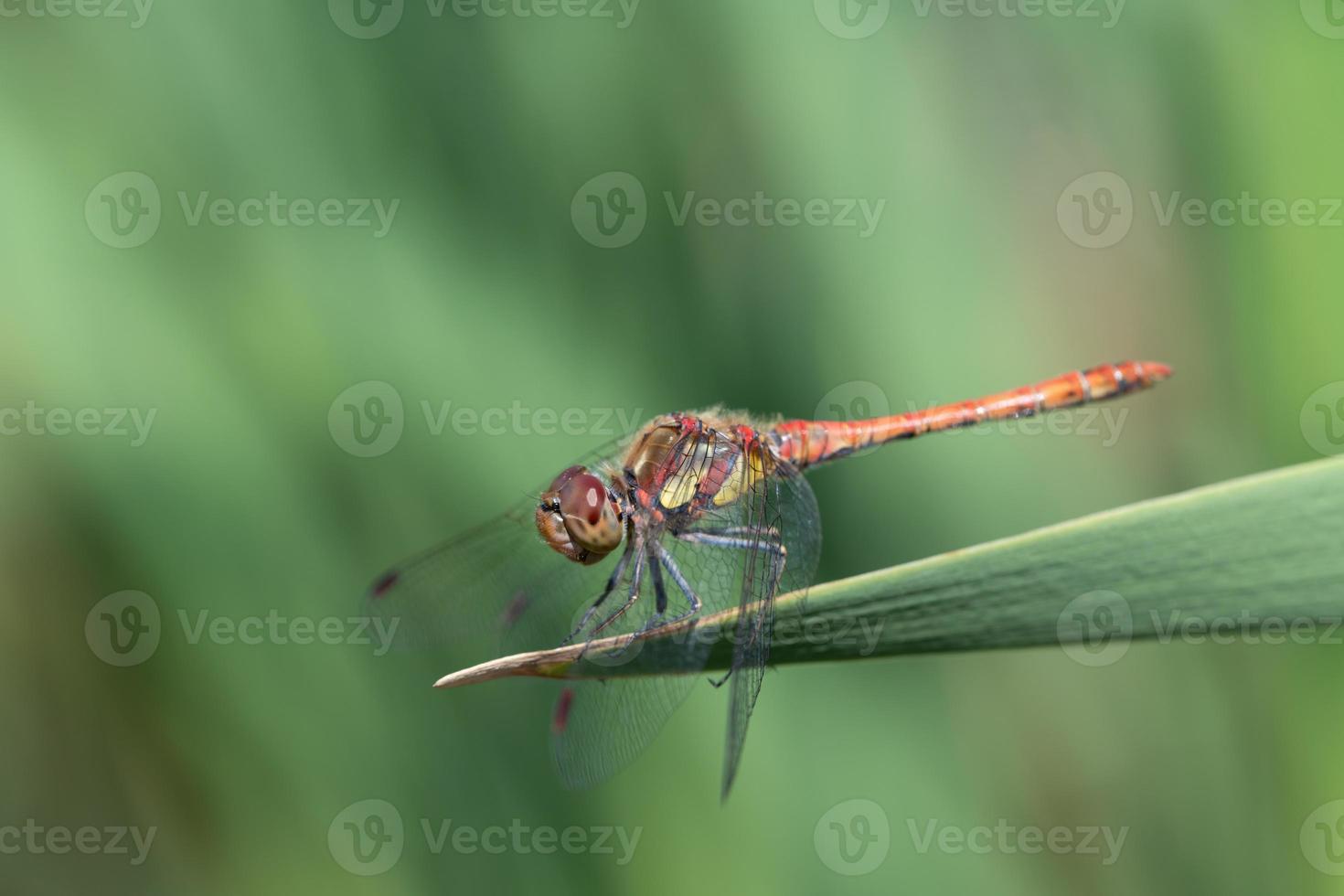 Close-up of a large darter sitting on a green reed against a green background in nature photo