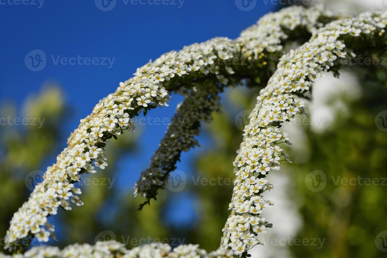 Several white flowering umbels of blue sparrows bloom in the garden against a blue sky in April photo