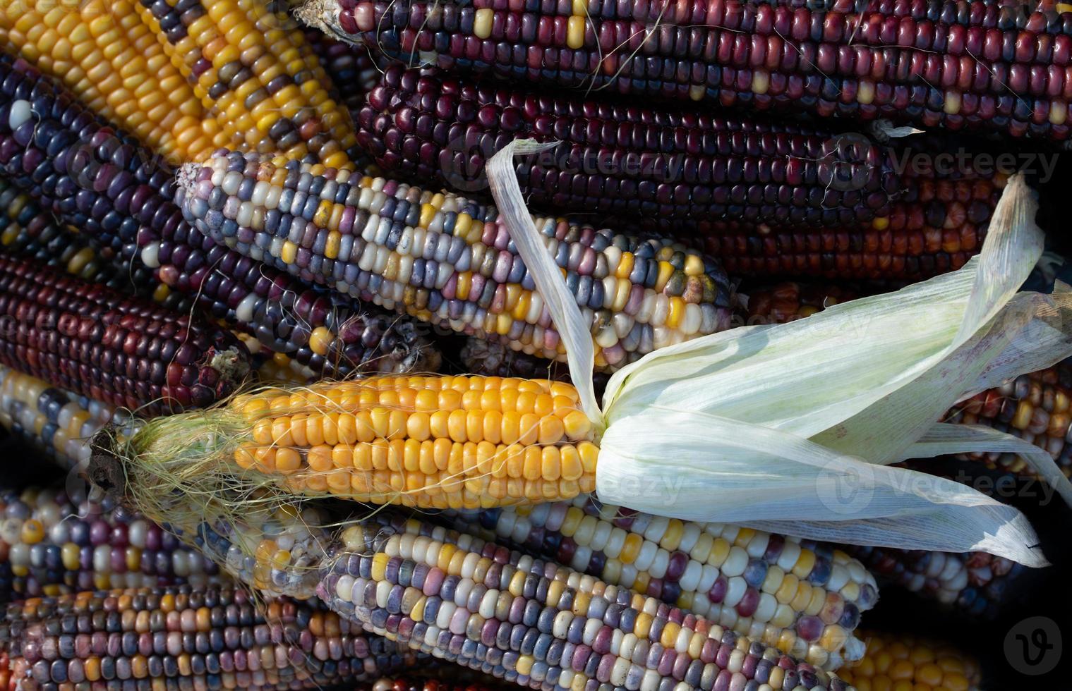 Many ripe corncobs of different colors lie on top of and next to each other. At the very top is a yellow corncob with the protective leaves still attached. The grain is colorful. photo