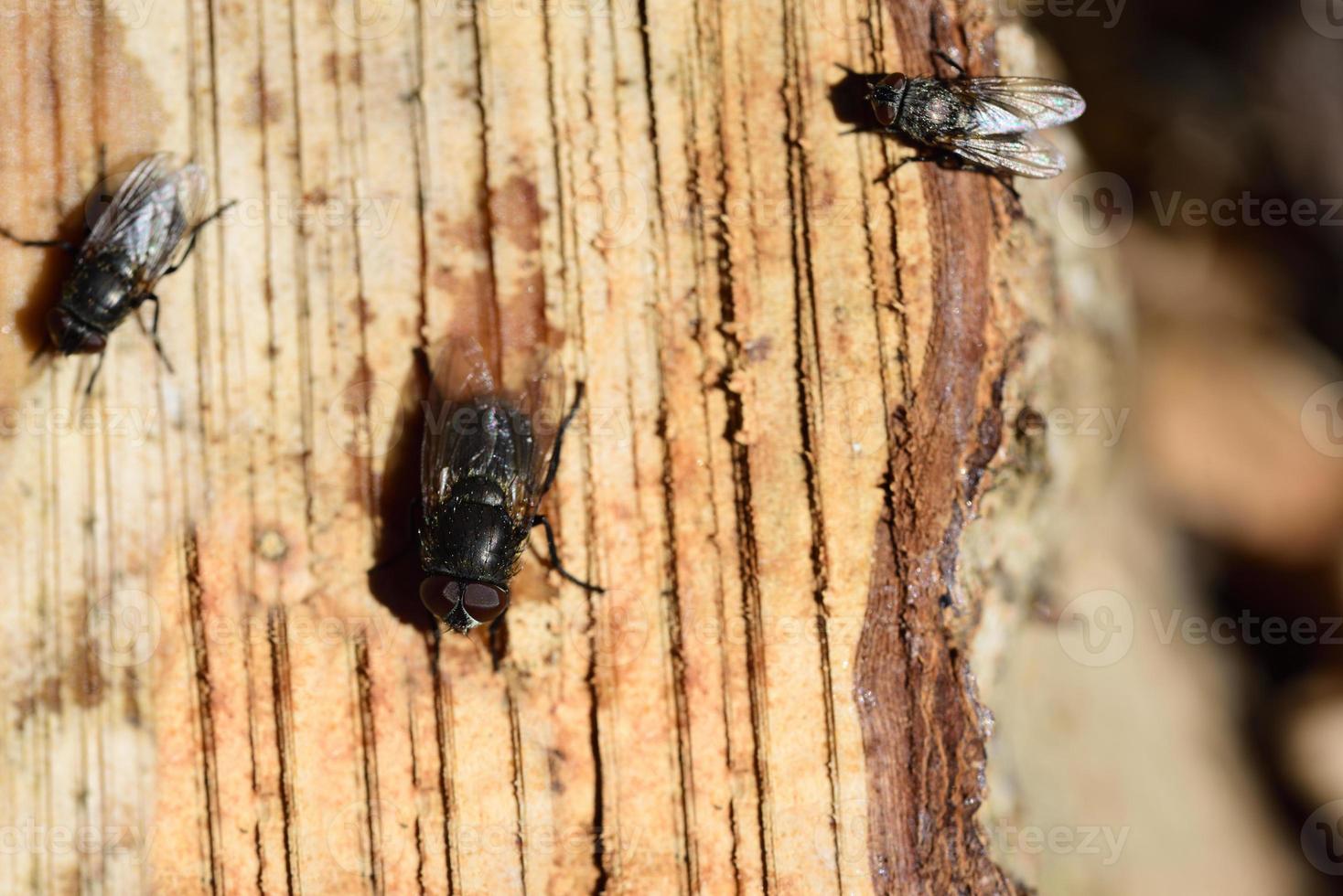 Various flies are sitting on a freshly felled tree stump and are looking for the tree sap that has escaped for food, photographed from above photo