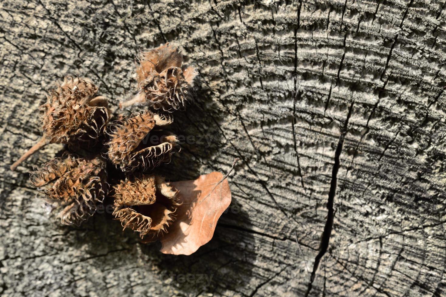 Empty beech seed pods, so-called Bucheggern, lie on a monochrome tree shed as a background photo