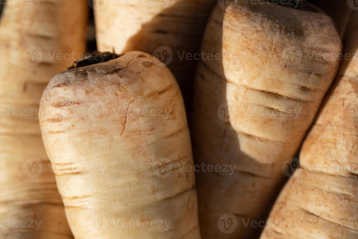 Close up and background of parsnips lying side by side photo