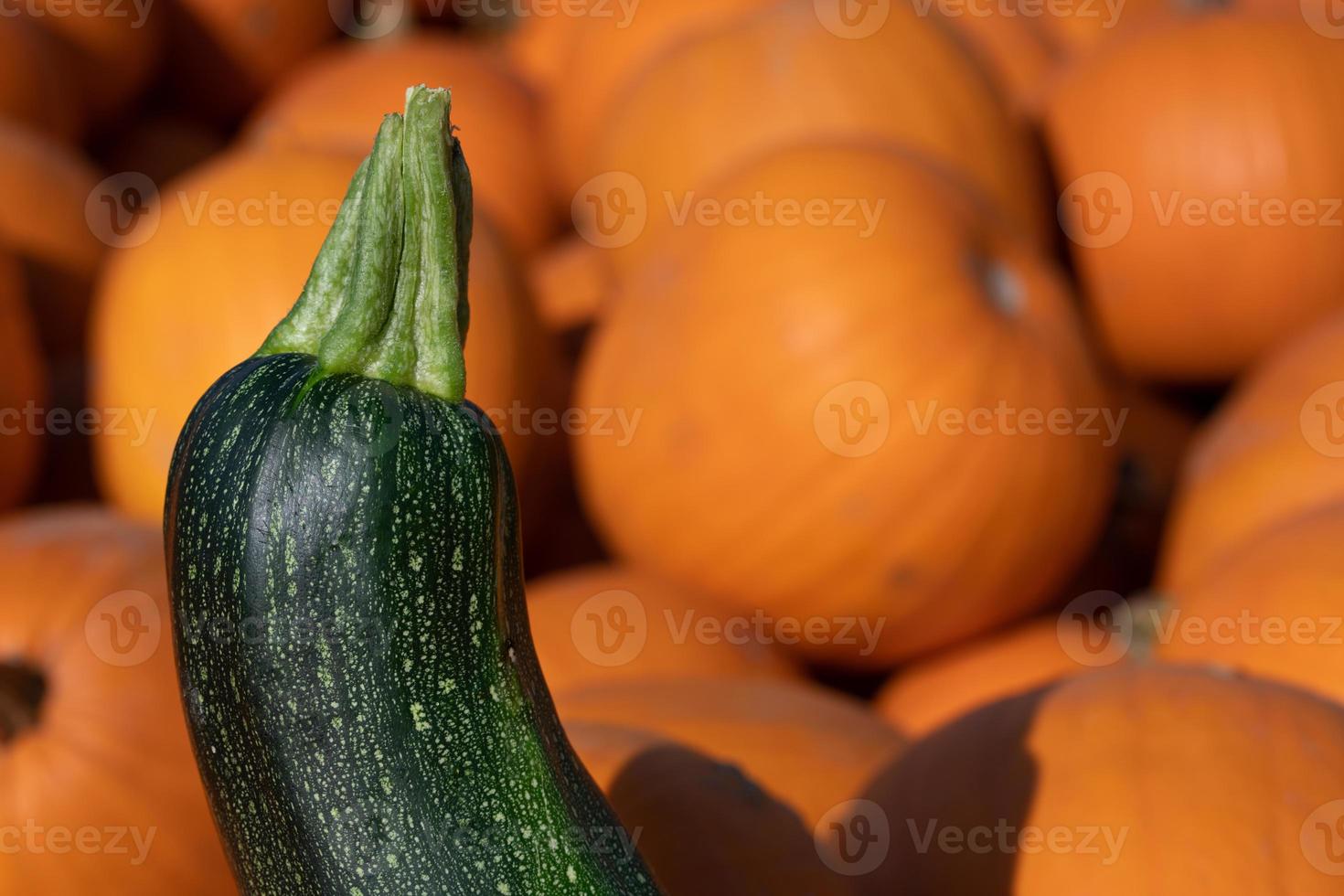 Close-up of a green ripe zucchini standing in front of many red squashes. photo
