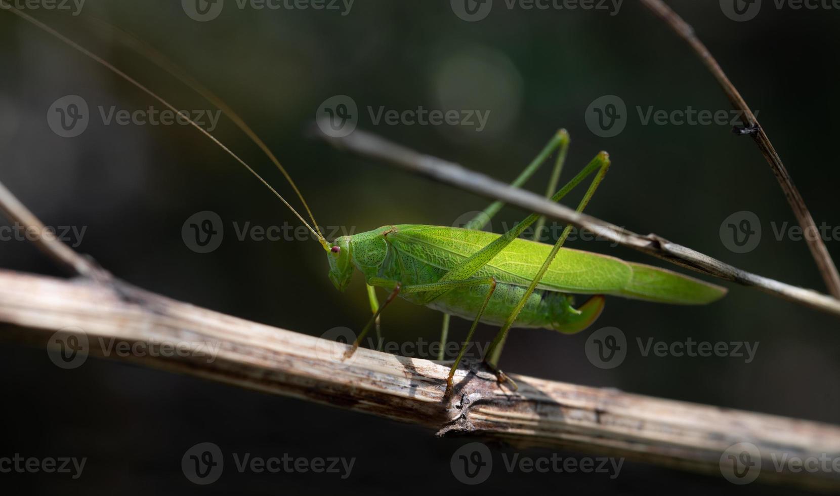 Close up of a green hay horse hiding between twigs in the branches. The background is dark. photo