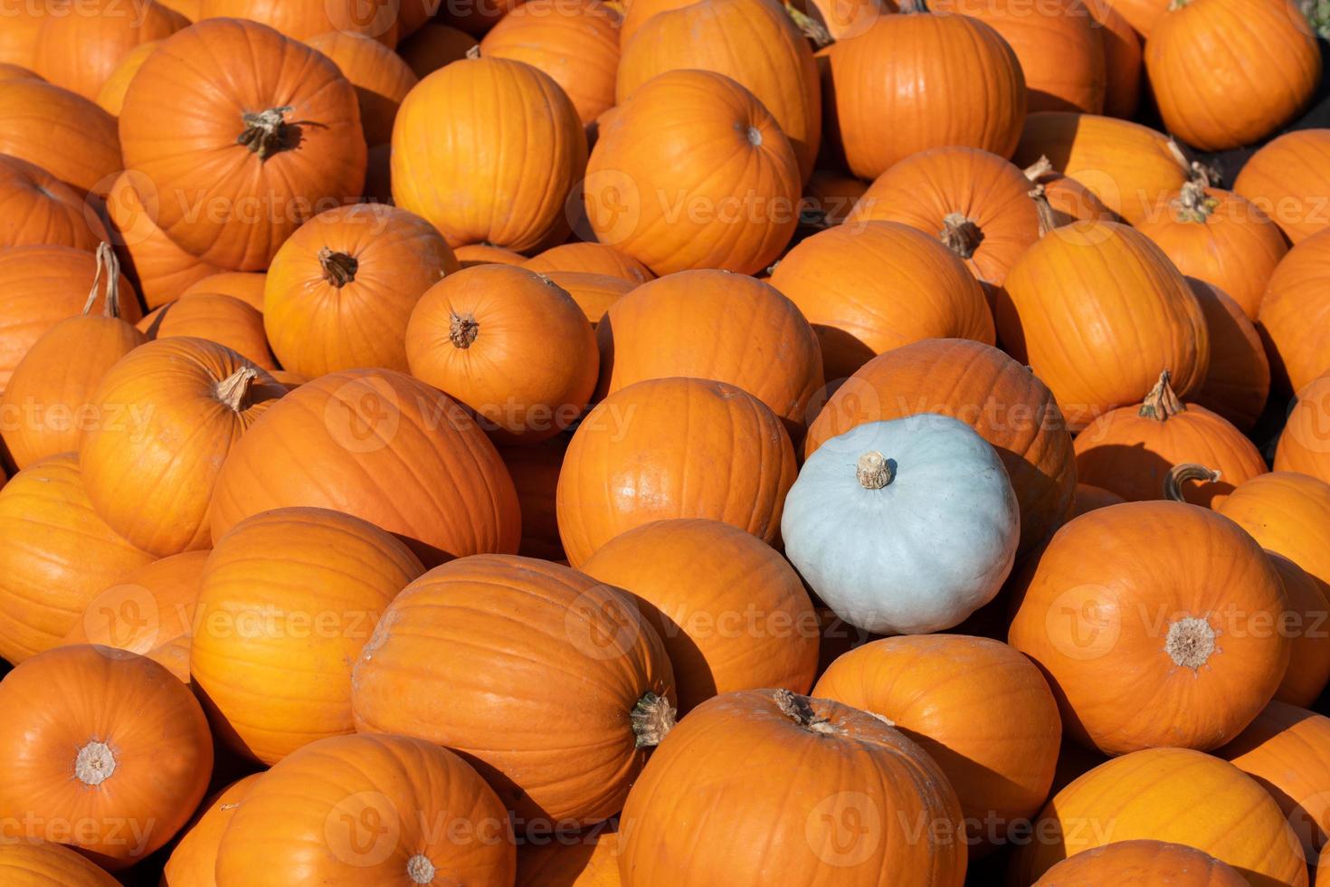 Many orange pumpkins lie next to each other, forming a texture. A green pumpkin lies between the orange ones and forms a contrast. photo