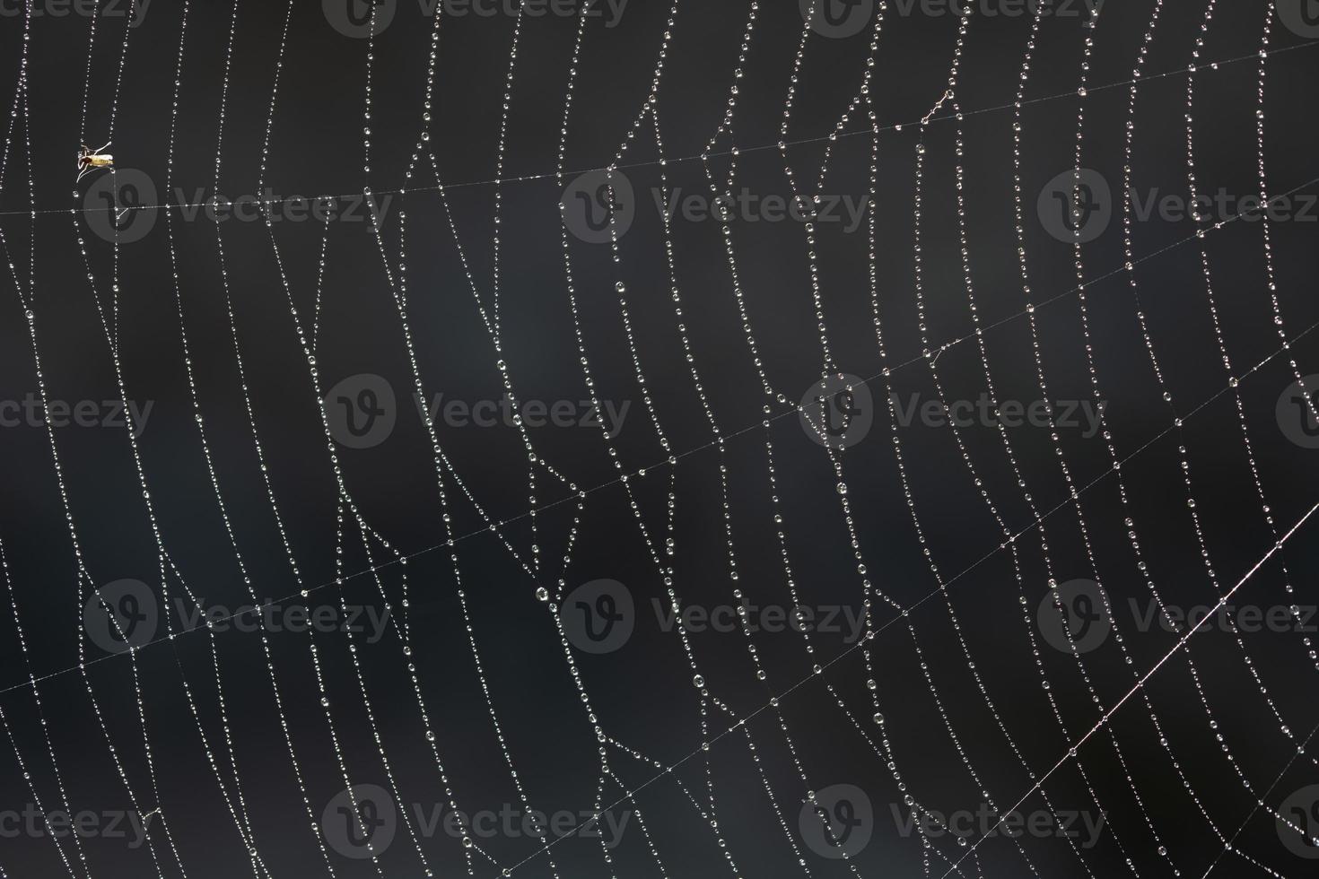 Texture and background of a spider web with small drops of water hanging from it against a dark background. A small insect got caught in it on the edge. photo
