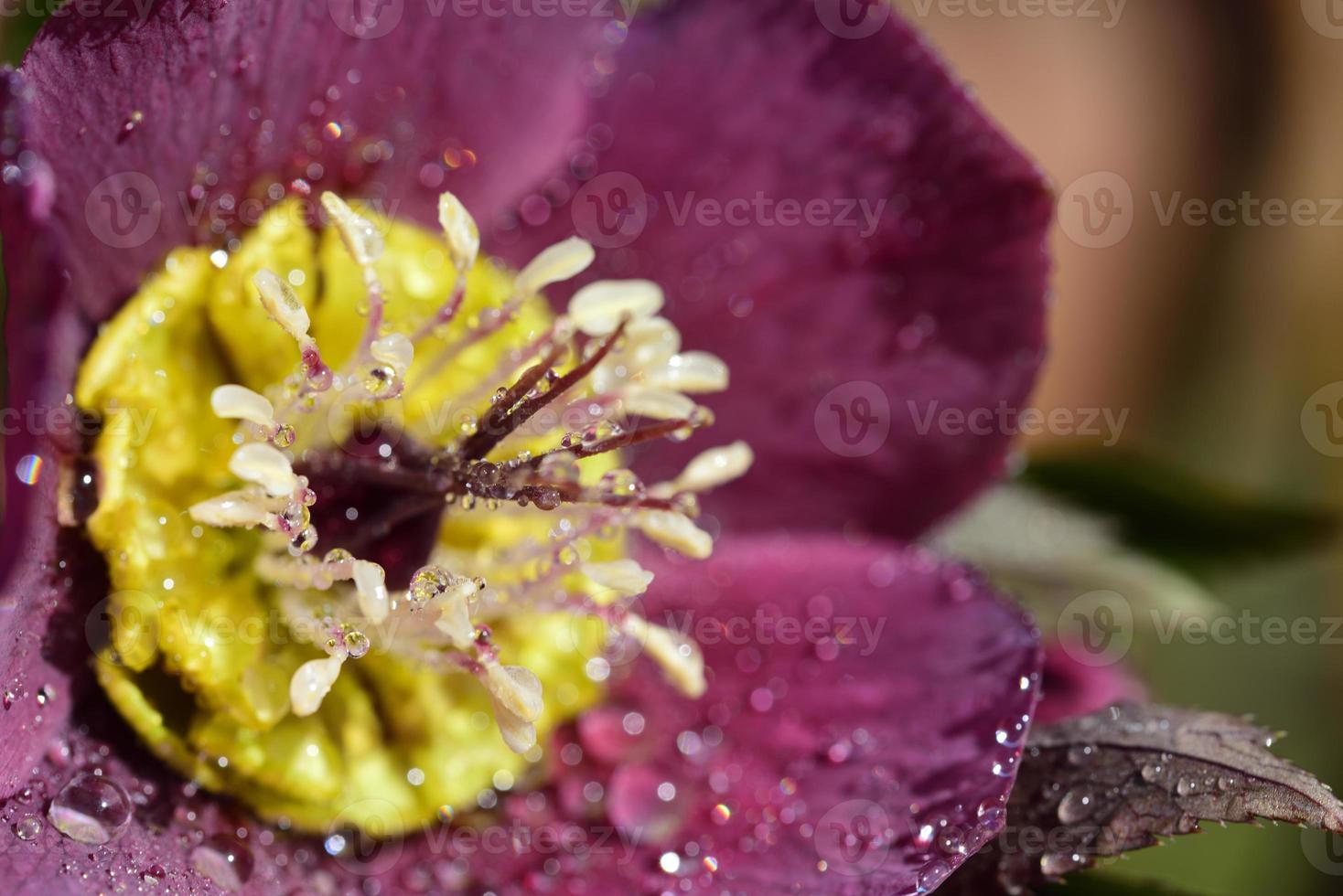 Close-up of the blossom of a purple Christmas rose in spring, with pollen and pistils, on which water droplets sit photo