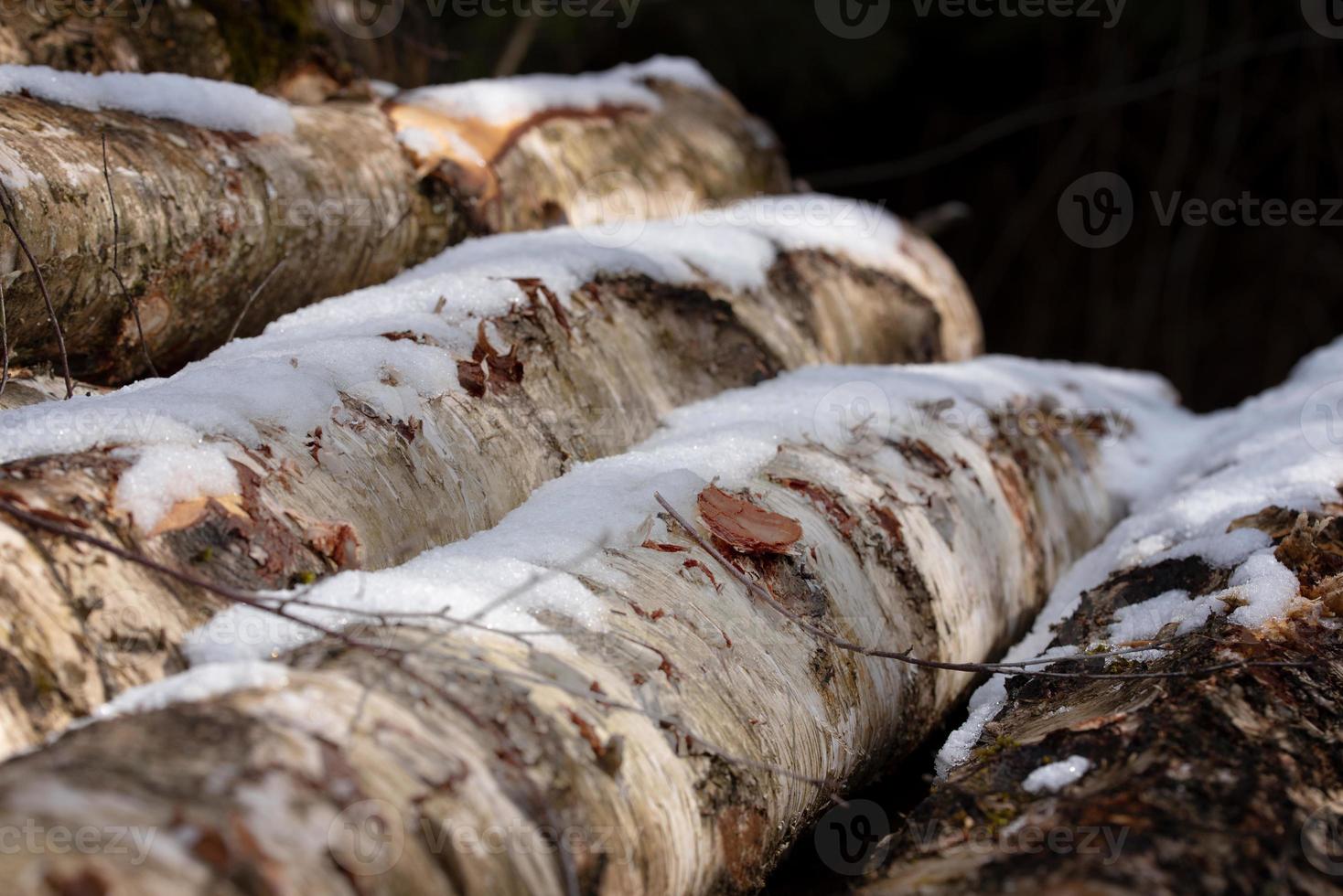 Freshly felled trunks of birch against a dark background with snow on them photo