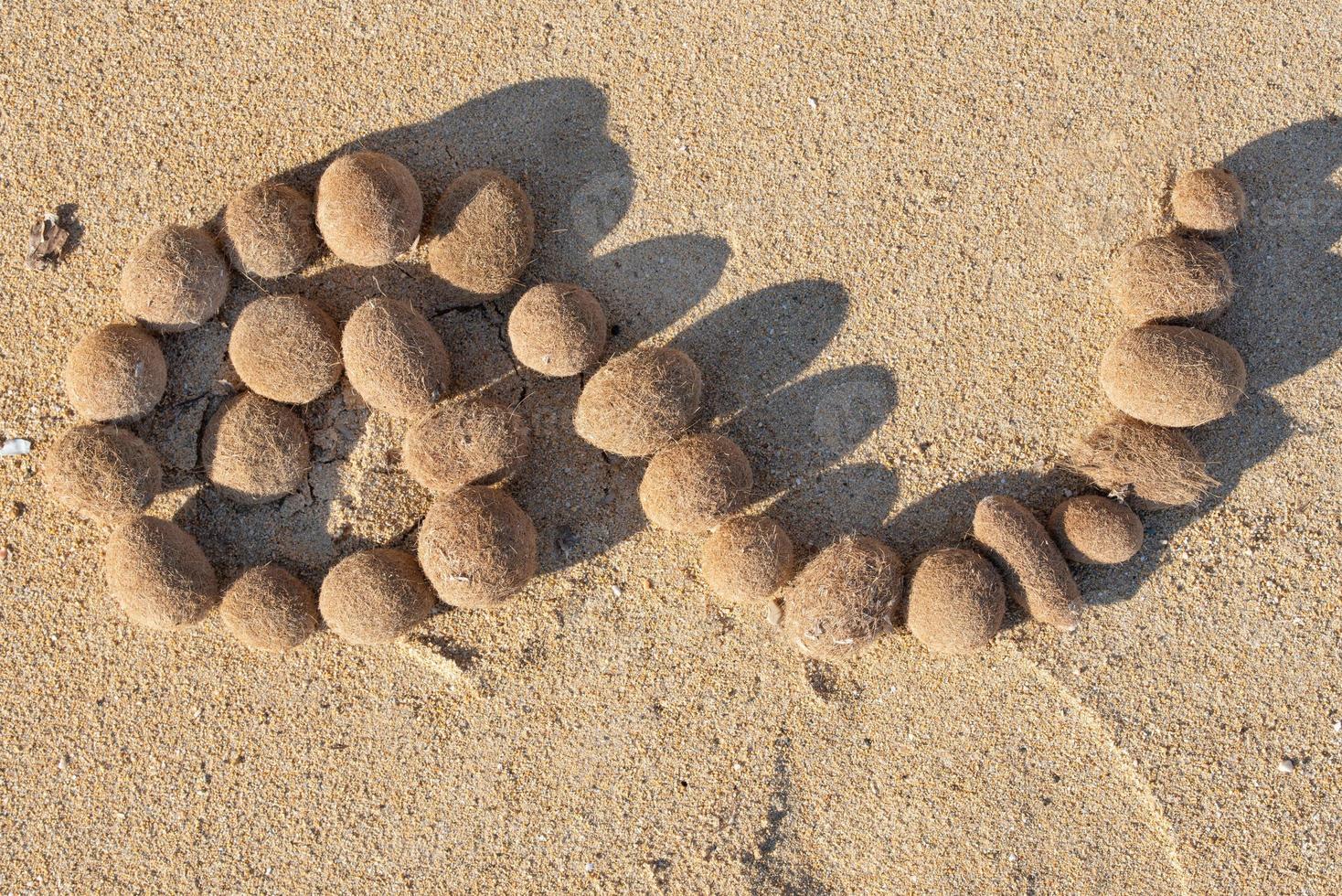 Small balls of dried seaweed on the beach form a spiral on the sand photo