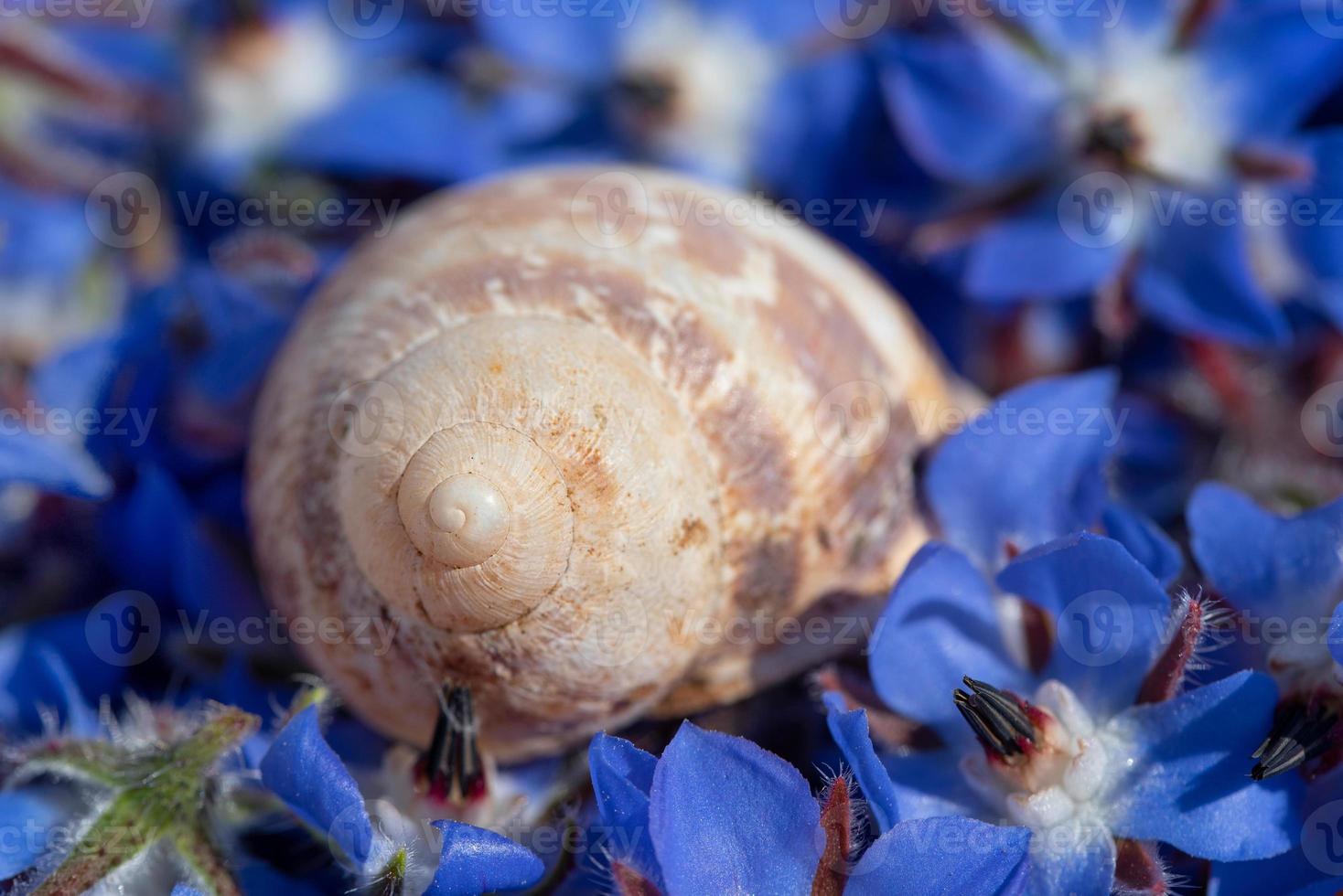Close up of a snail shell lying on a bed of blue borage flowers photo