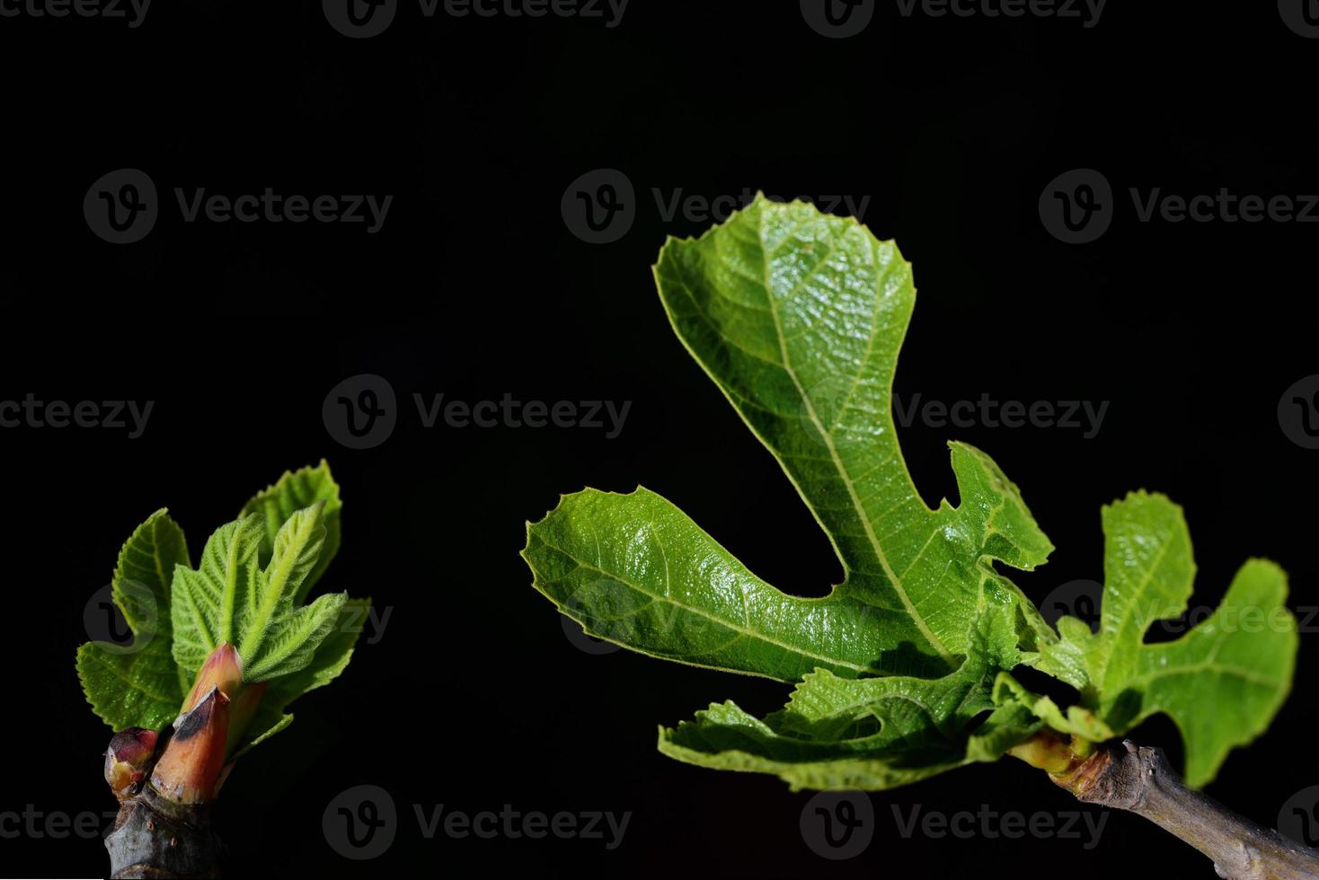 Close up of the bud of a fig leaf and an unfolding fig leaf in spring against a dark background photo