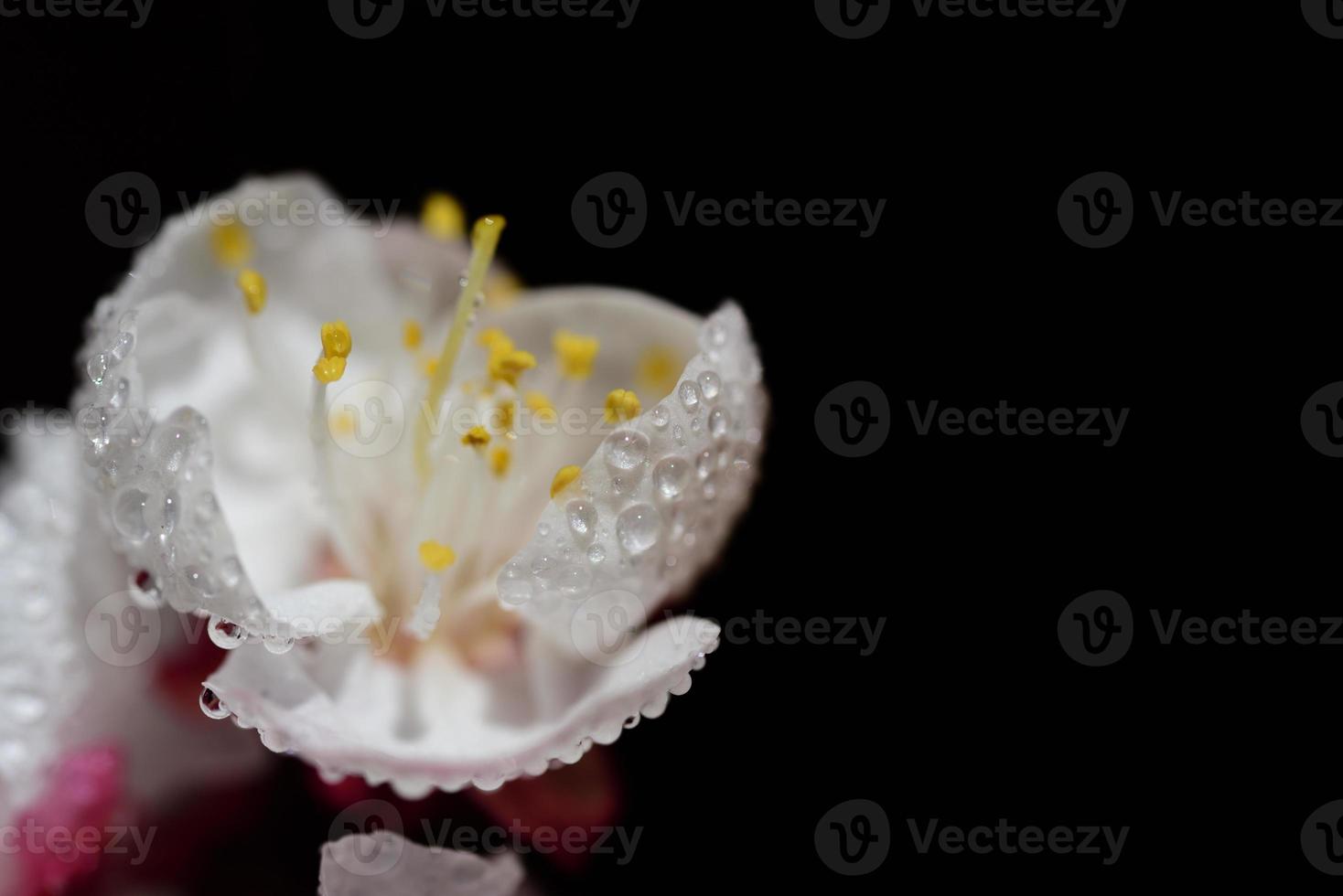 Close up of delicate fresh apricot blossoms, against a dark background, with water droplets photo