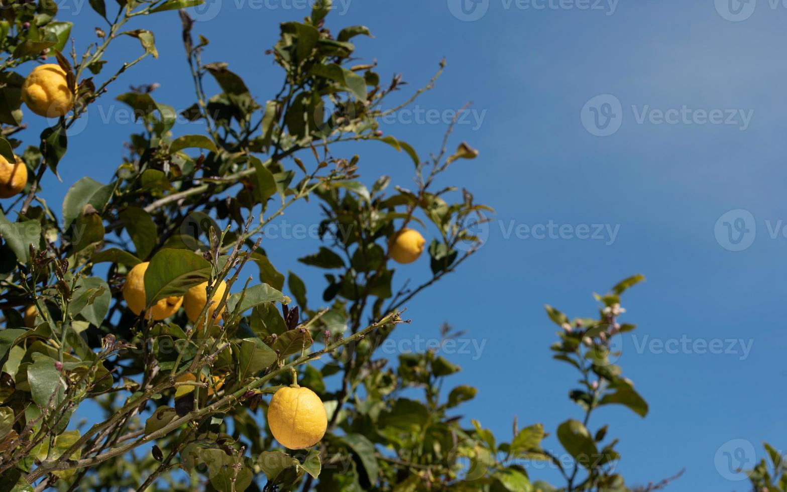 Yellow organic lemons grow on a tree against a blue sky in Sicily photo