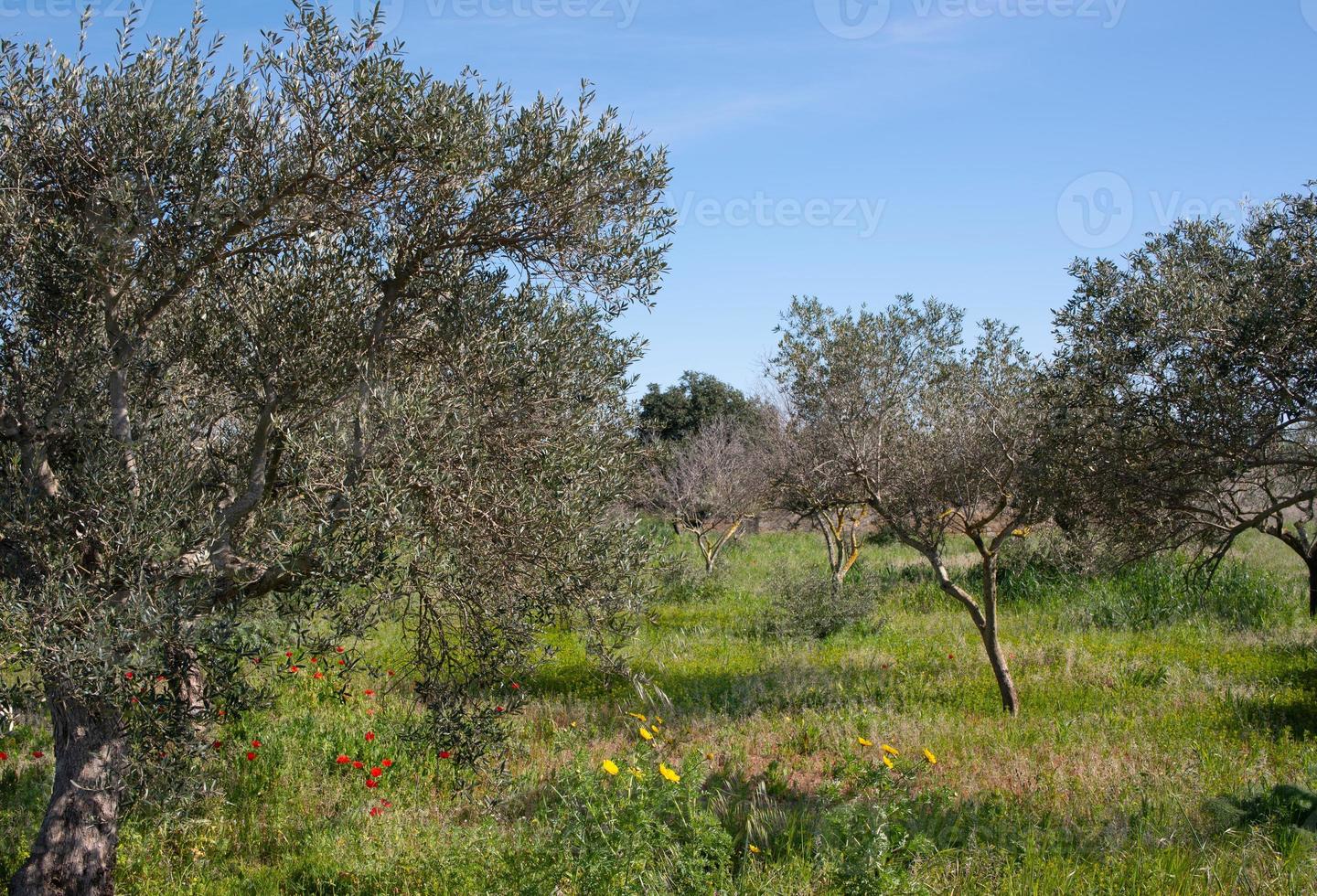 Several overgrown olive trees stand in a meadow in Sicily in spring photo