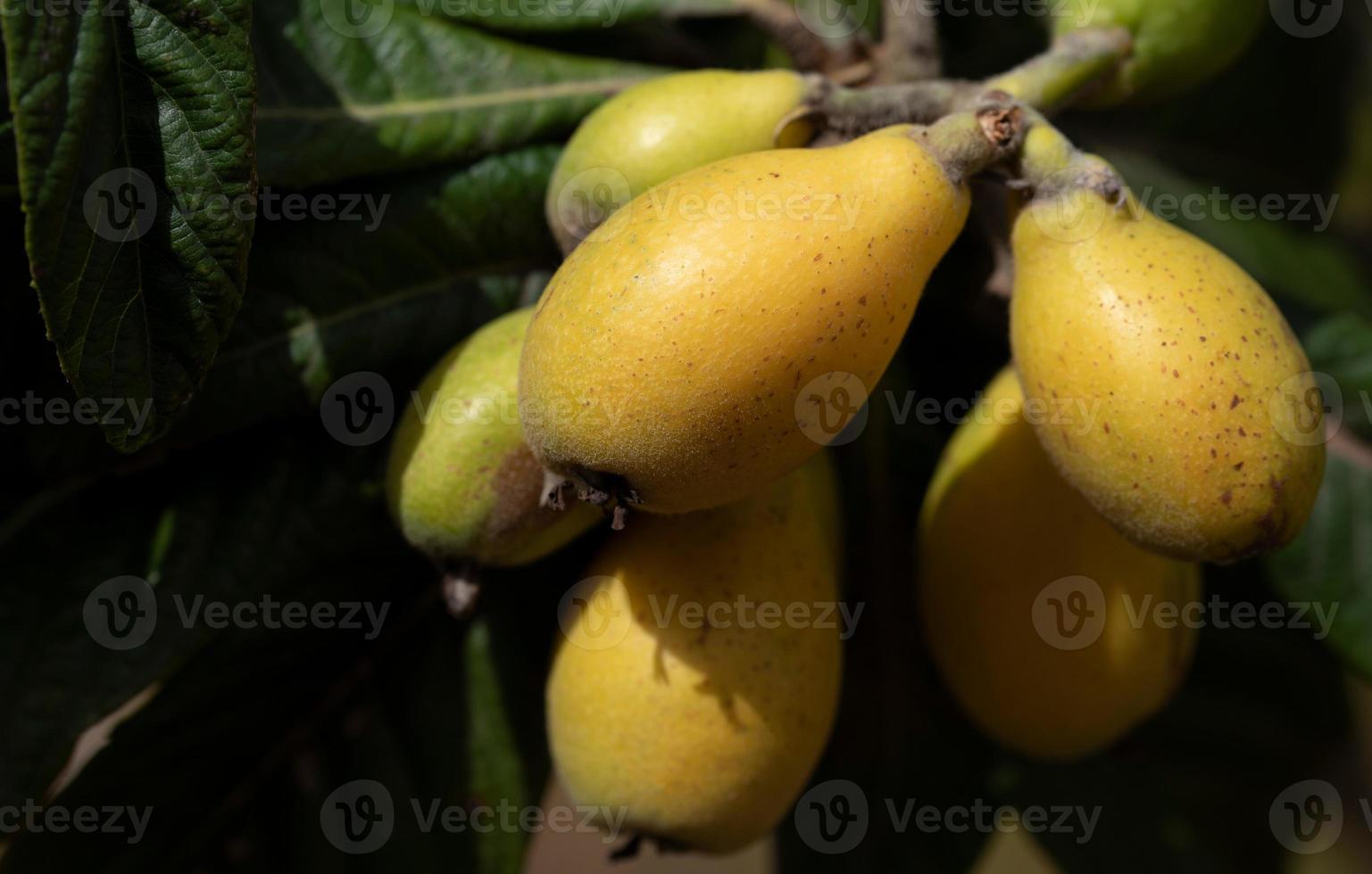 Fresh ripe medlars grow on the tree surrounded by green leaves in Sicily photo