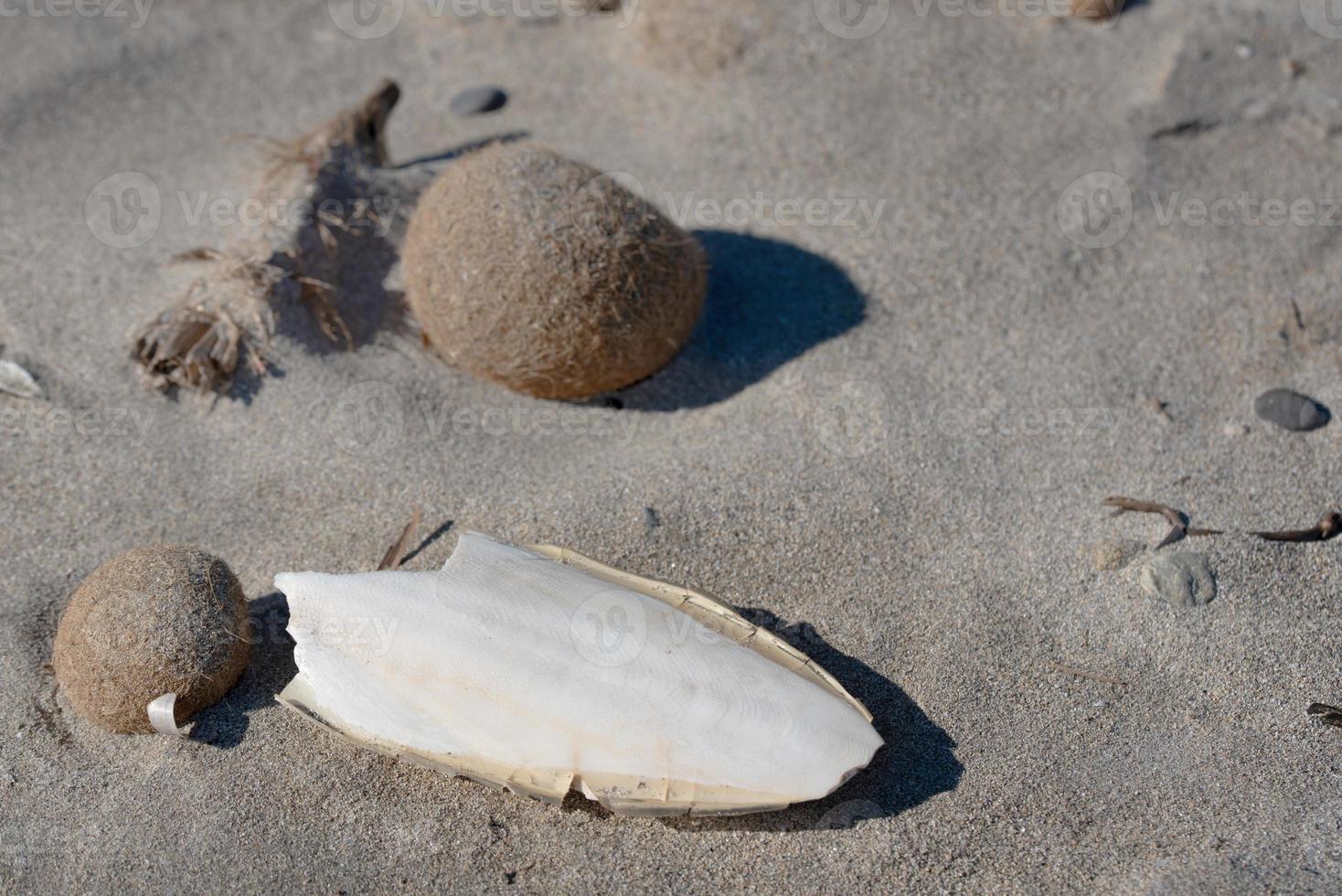 Close-up and detailed view of the sandy beach on the Mediterranean Sea, on which the dried algae and the bleached limestone skeleton of a squid lie photo