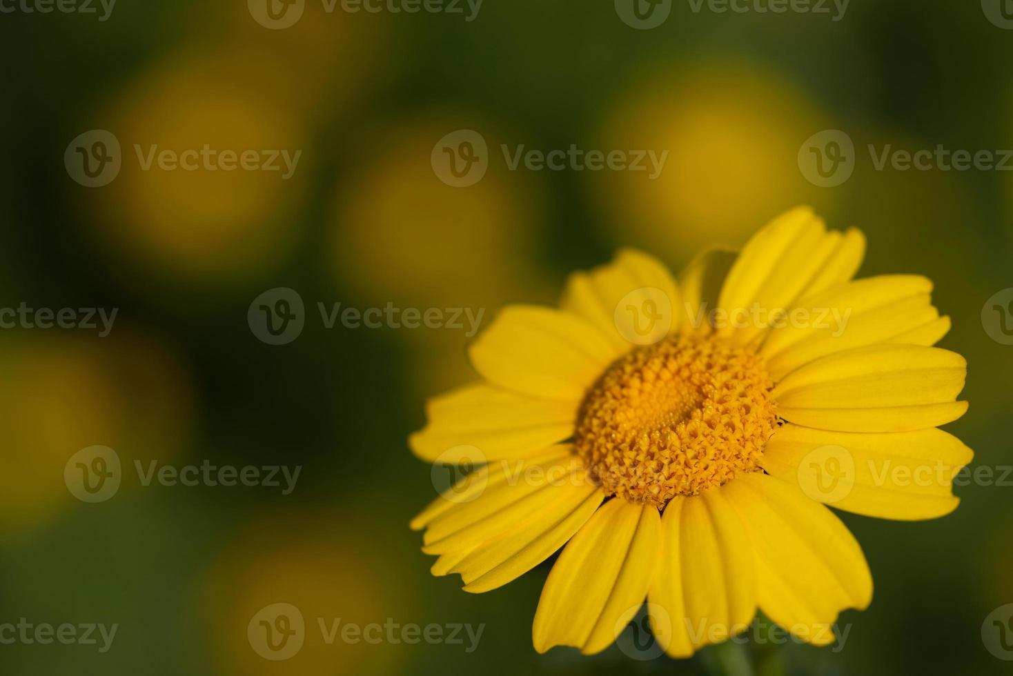 Close-up of a yellow margarite with petals and pollen against a green background in nature photo
