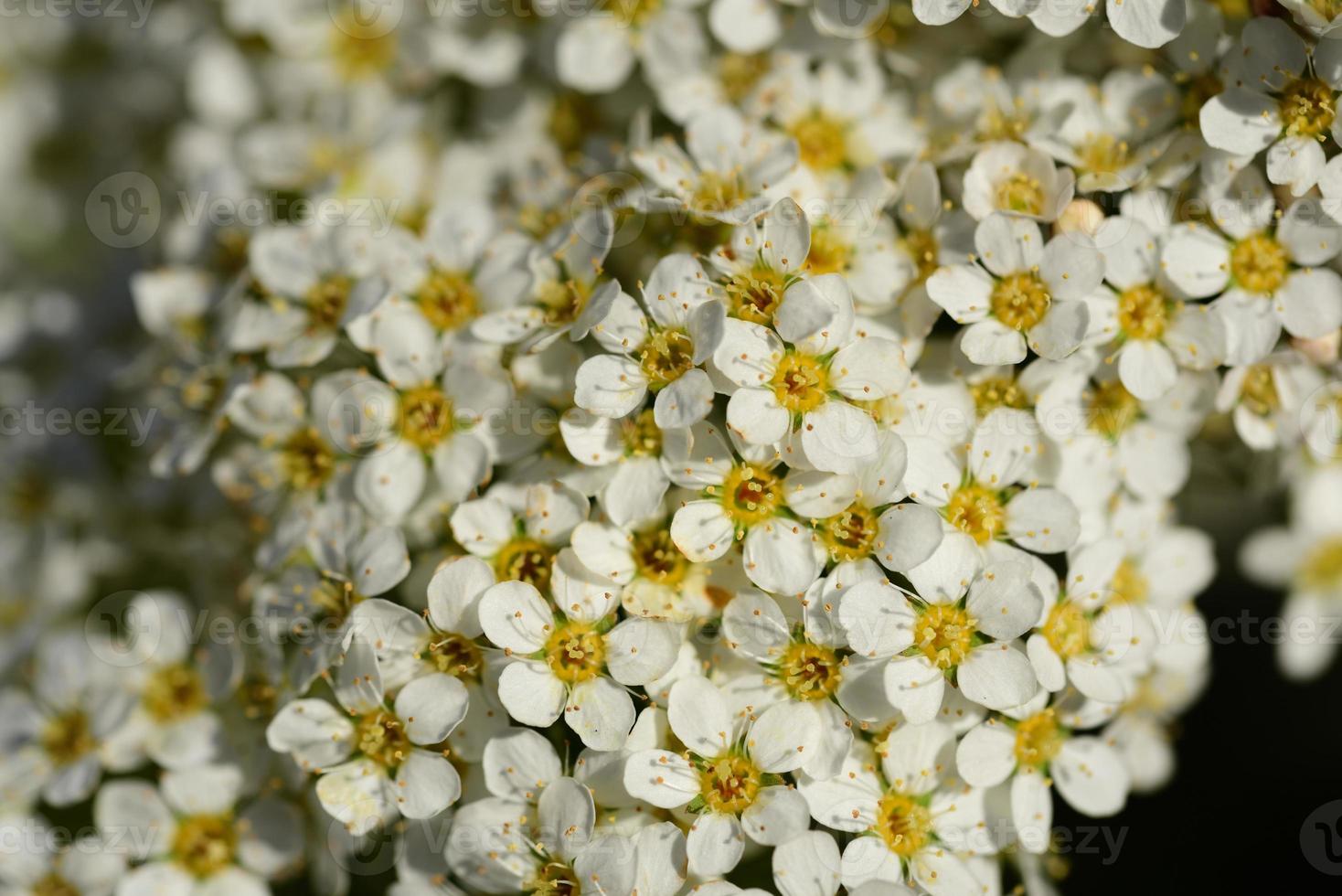 Close up and background of many small white flowers with yellow pollen in spring photo