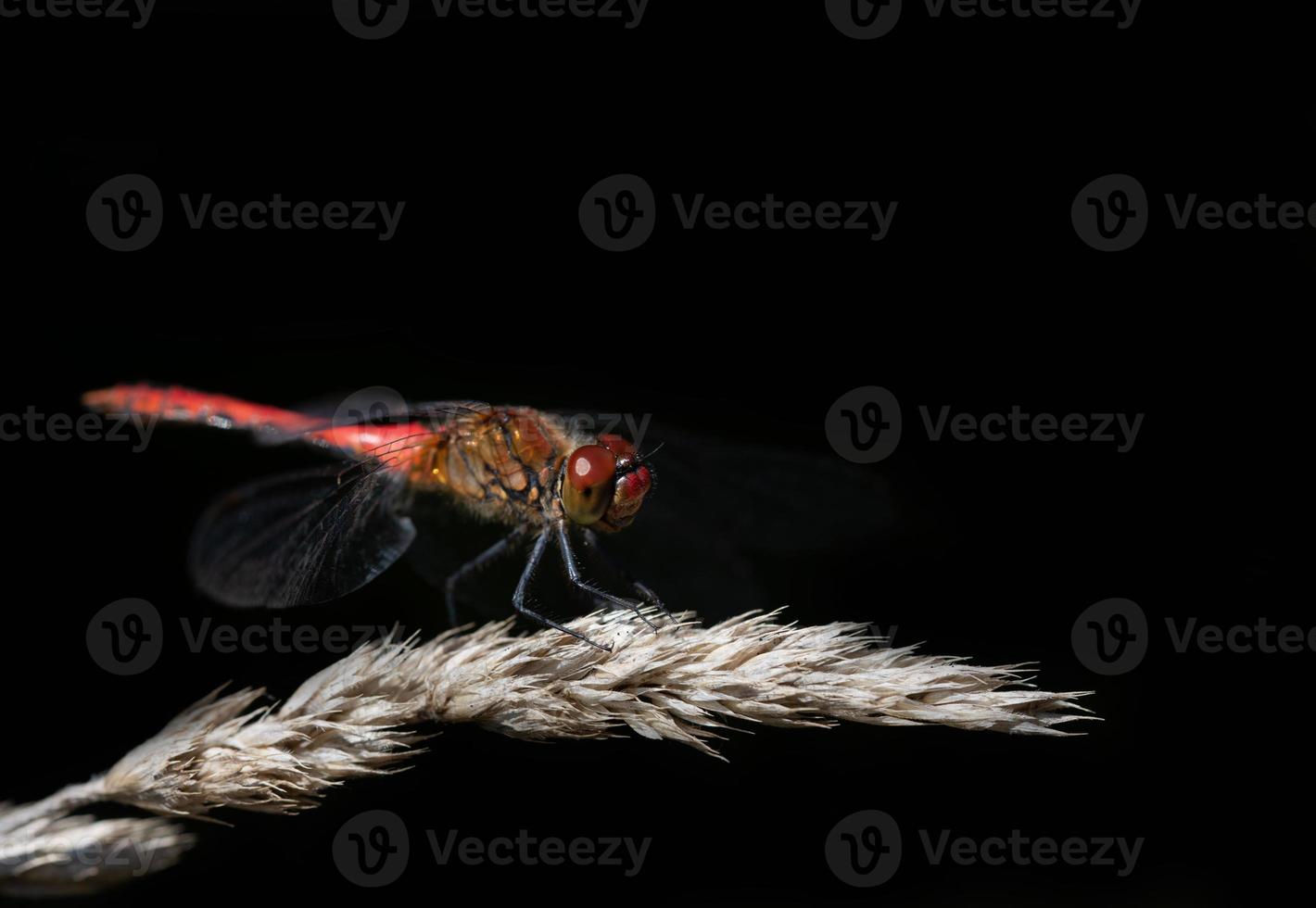 Close-up of a dragonfly perched on a dry blade of grass against a dark background photo