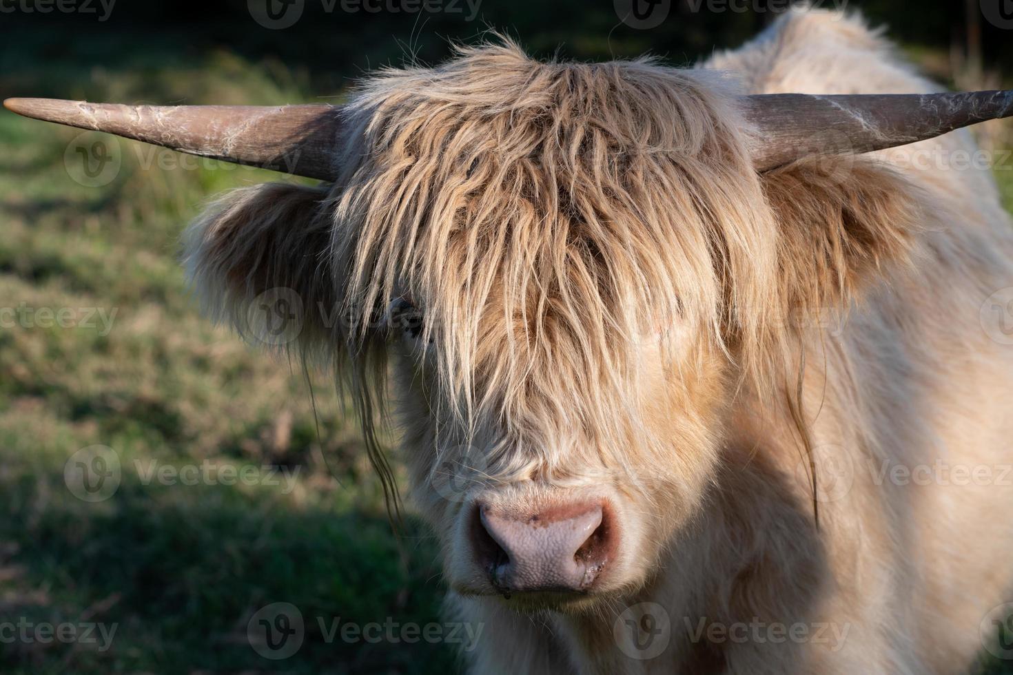 Portrait of a light colored Scottish Highland Cattle, with long shaggy hair and horns, looking at the camera photo
