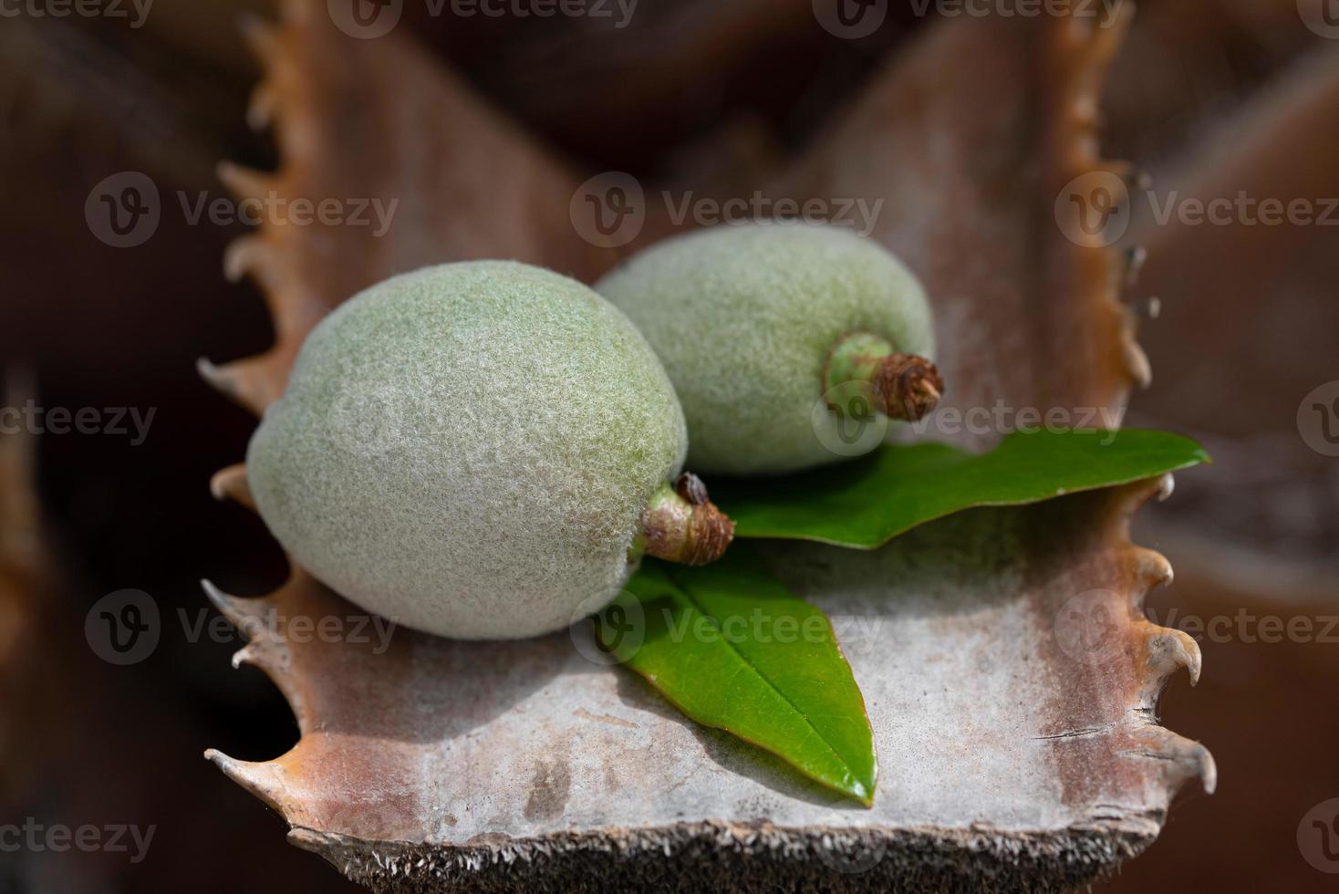 On the trunk of a prickly palm tree lie two unripe almonds with a green shell photo