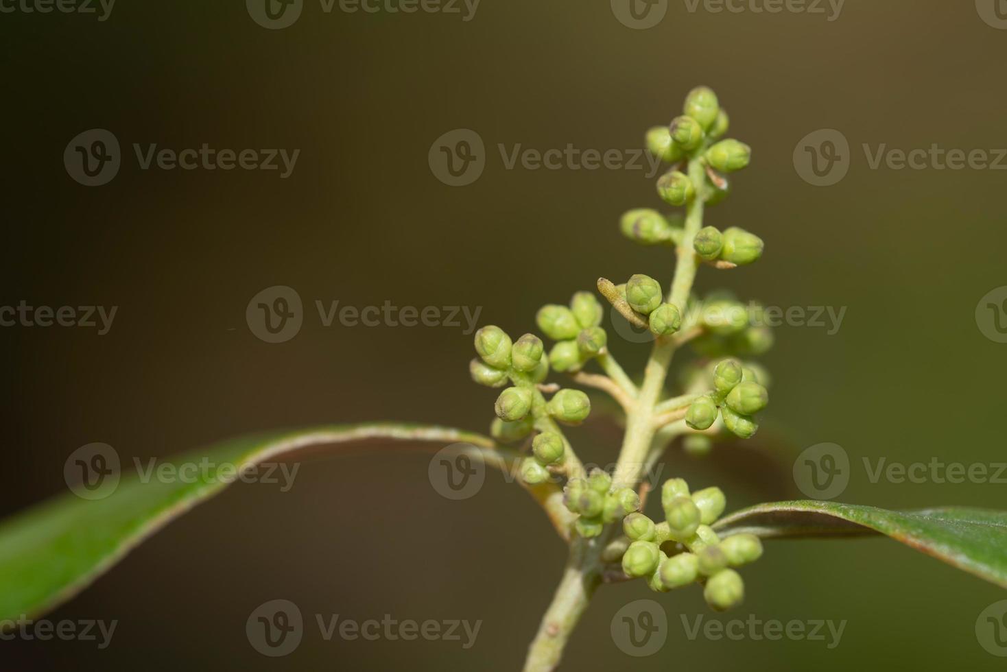close-up of the bud of an olive blossom on the branch of an olive tree in spring, with delicate leaves, against a green background photo