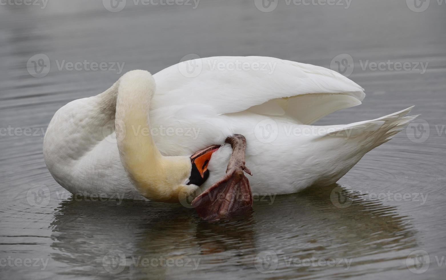 A white swan cleans itself on the water, bowing its head to its feet photo