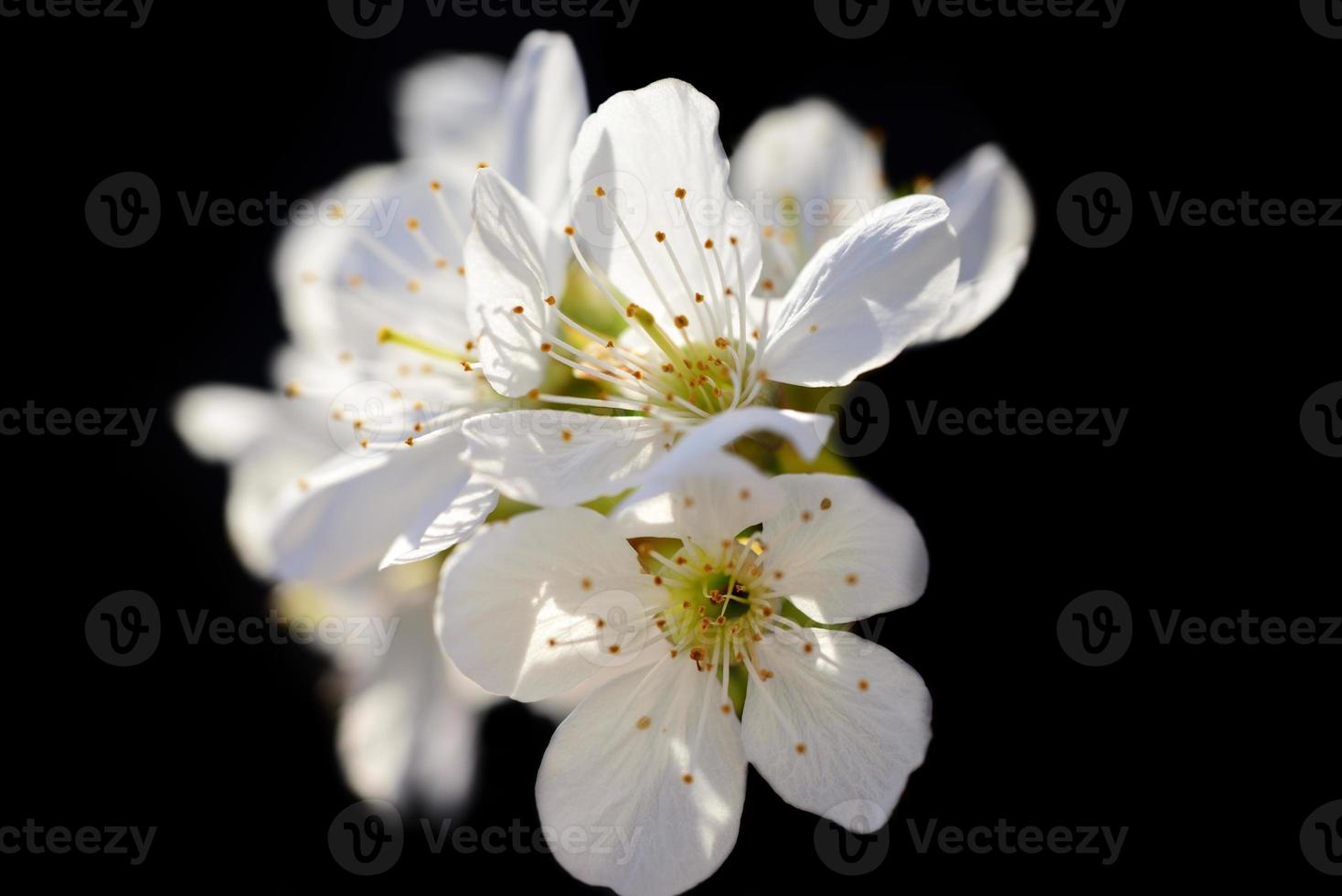 Close up of delicate white cherry blossoms in spring, isolated against a dark background photo