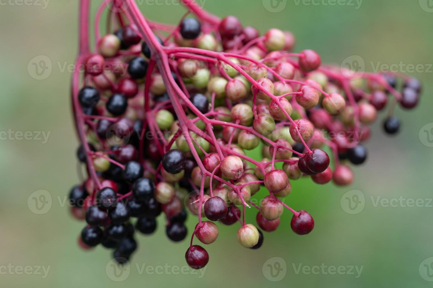Close up of ripe and unripe elderberry growing on an umbel against a green background photo