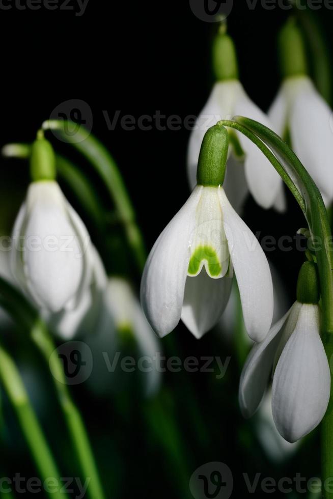 A group of fresh white snowdrops bloom in spring against a dark background in portrait format photo