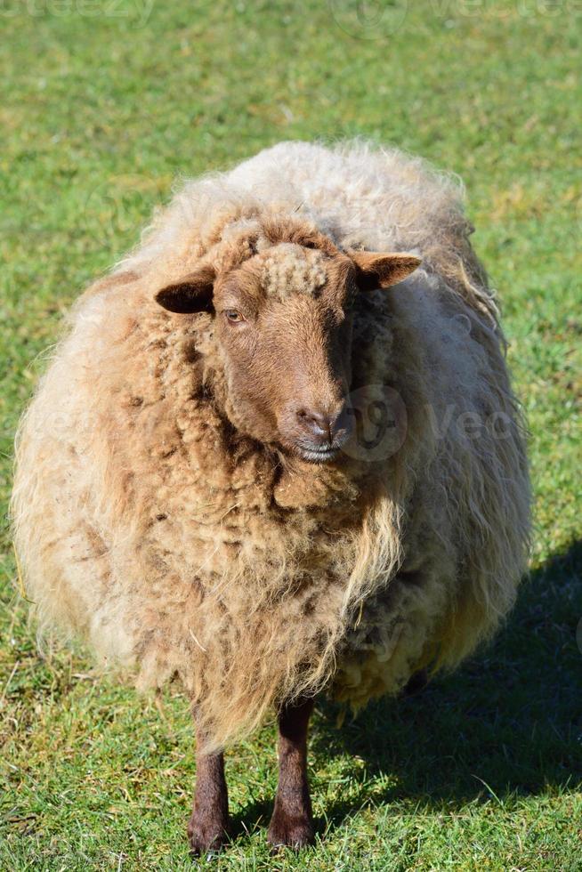 A white sheep with a lot of wool or fur stands in portrait format on a green meadow and looks forward. photo