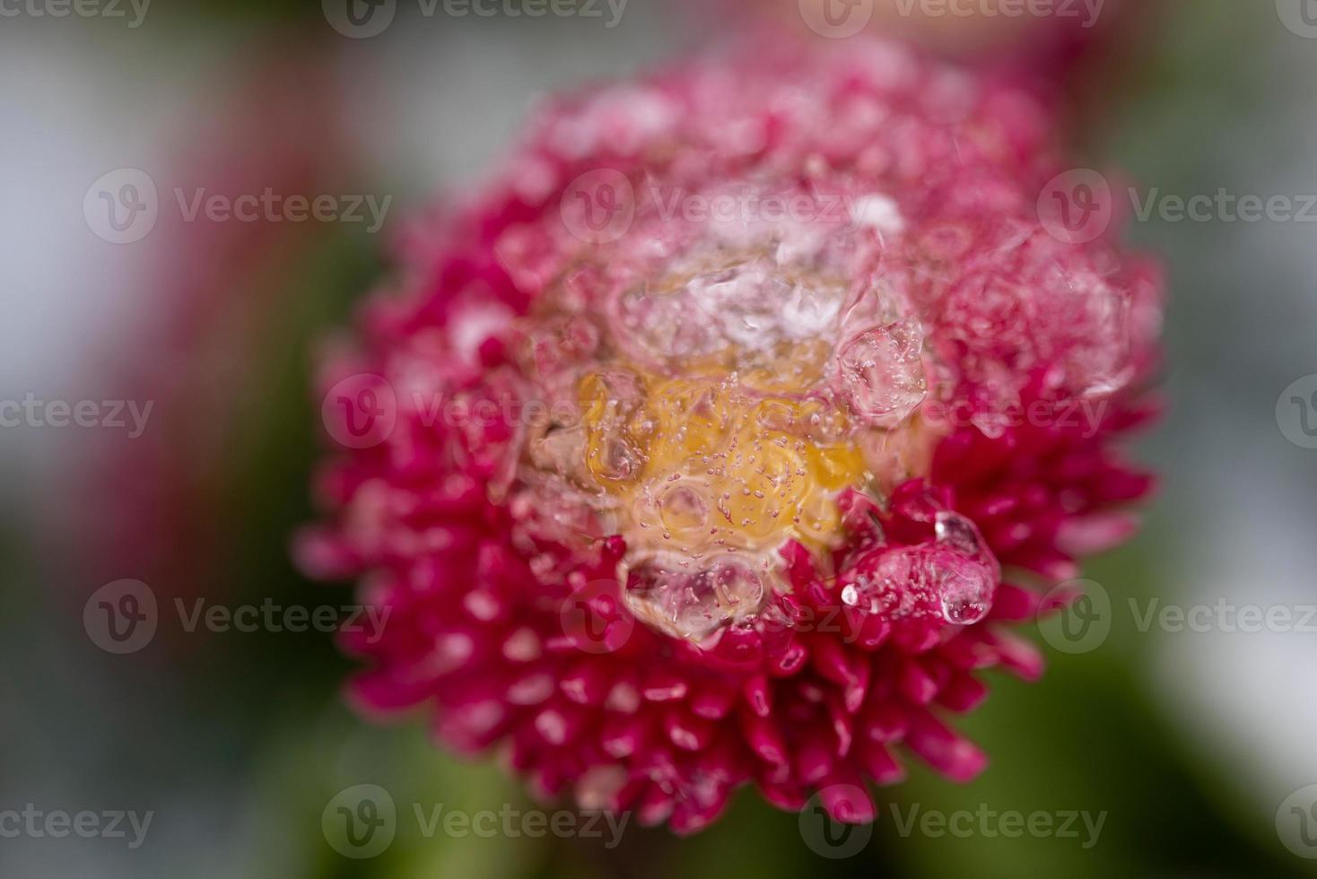 Close up of a red daisy covered with ice in springtime photo