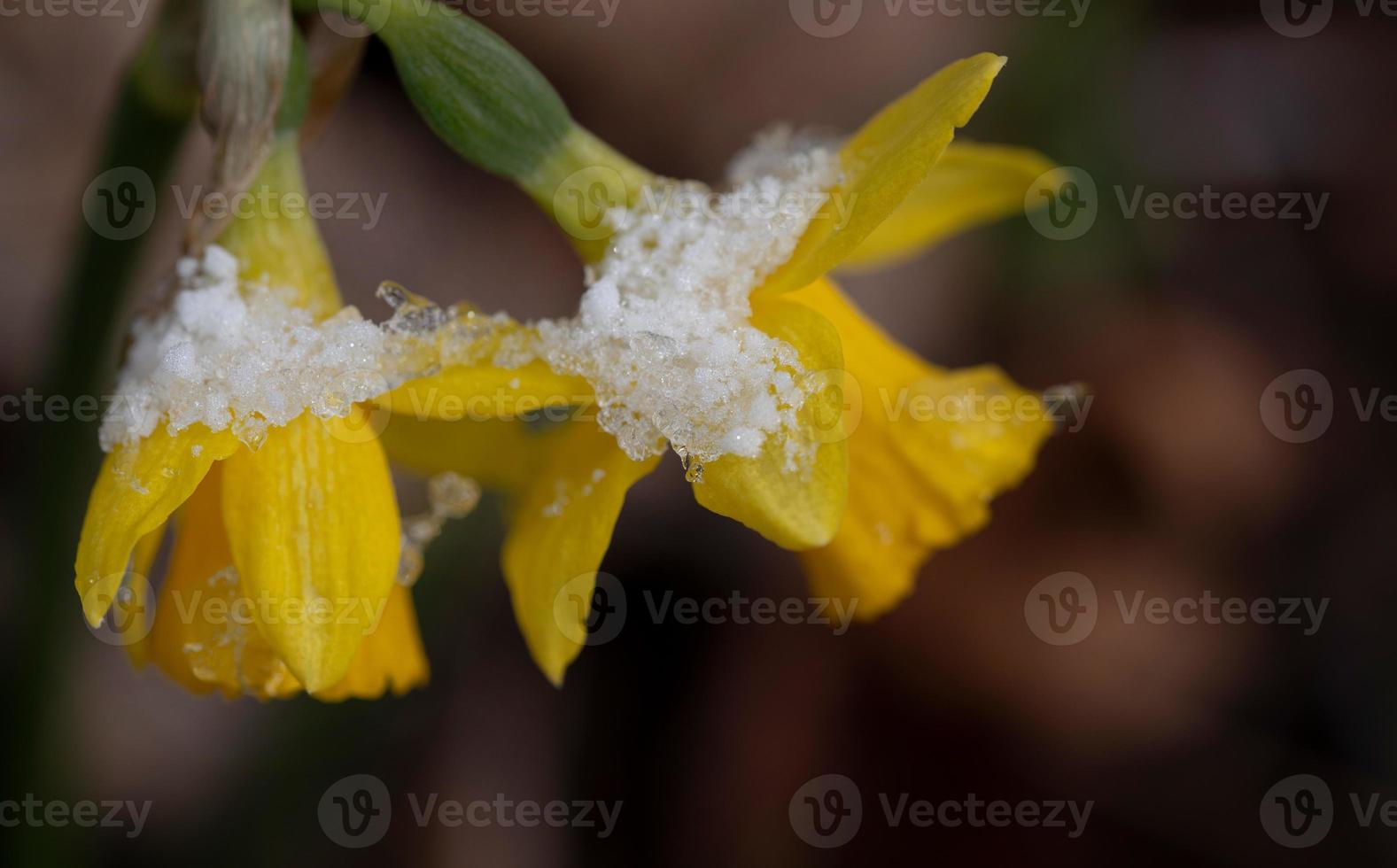 Close up of yellow daffodils covered in ice and snow in spring photo