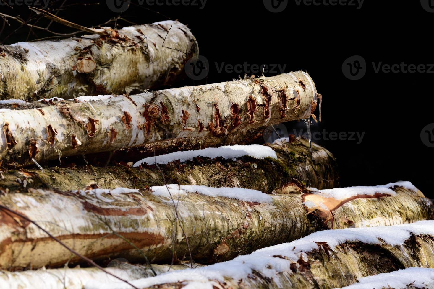 Freshly felled trunks of birch against a dark background with snow on them photo