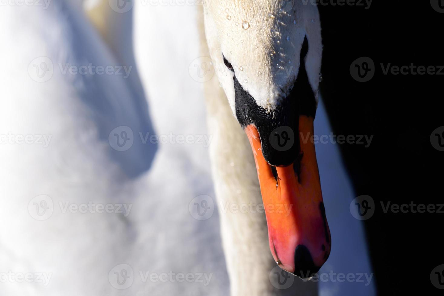 Portrait and close-up of a white swan against a dark background photo
