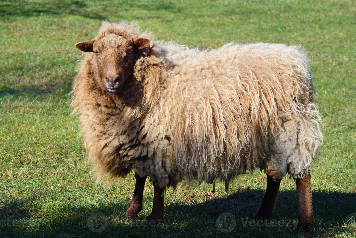 A white sheep with a lot of wool or fur stands, landscape format, on a green meadow and looks forward. photo