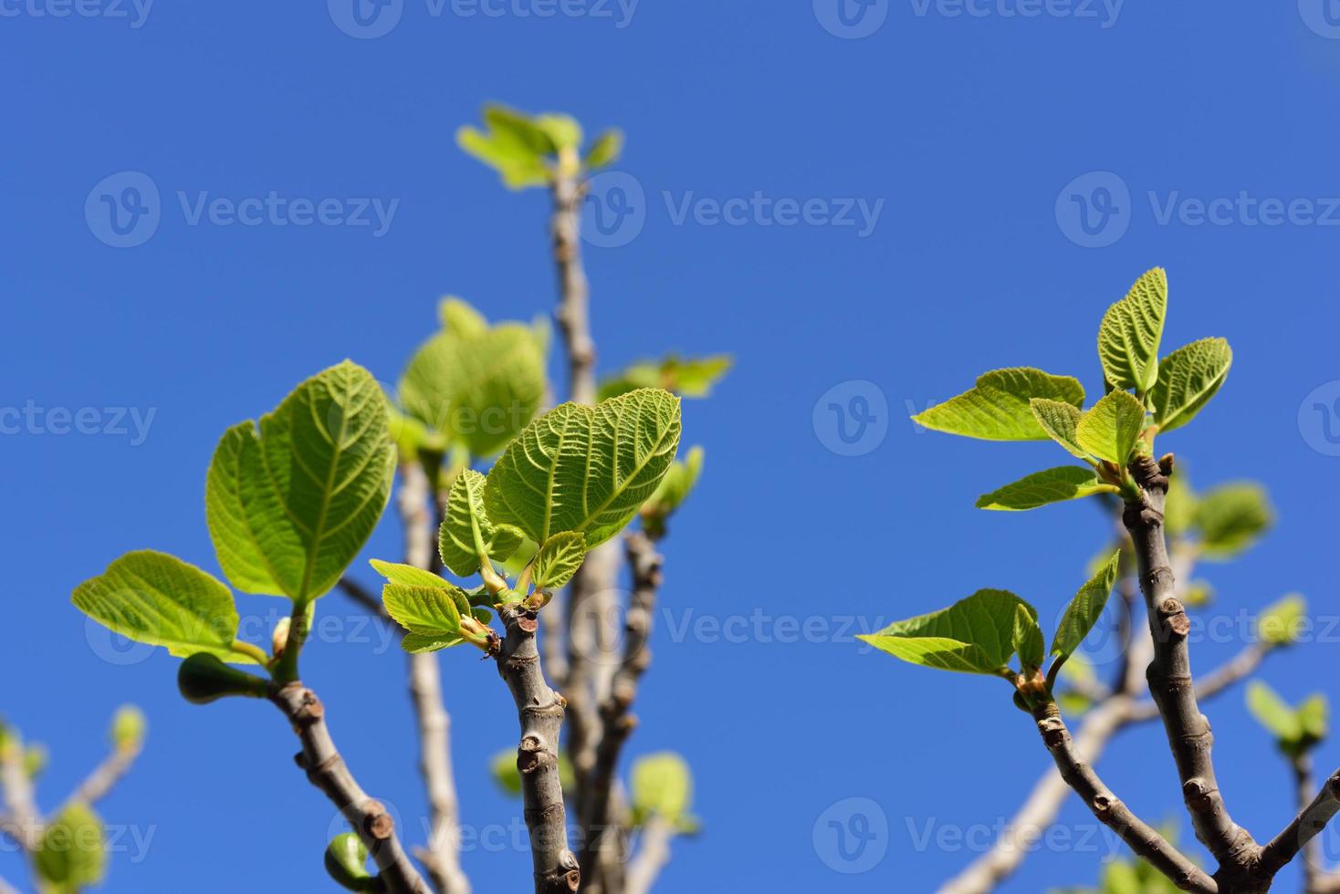 Lots of twigs and young fig leaves on the fig tree with the branches in the background and against a blue sky photo