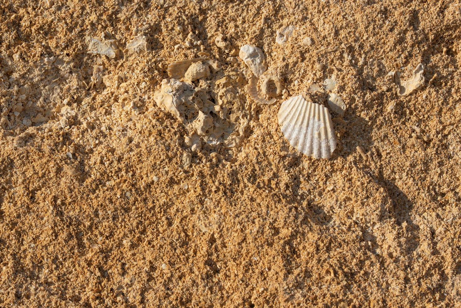 Porous sandstone forms a brown background into which pieces of a seashell are baked photo