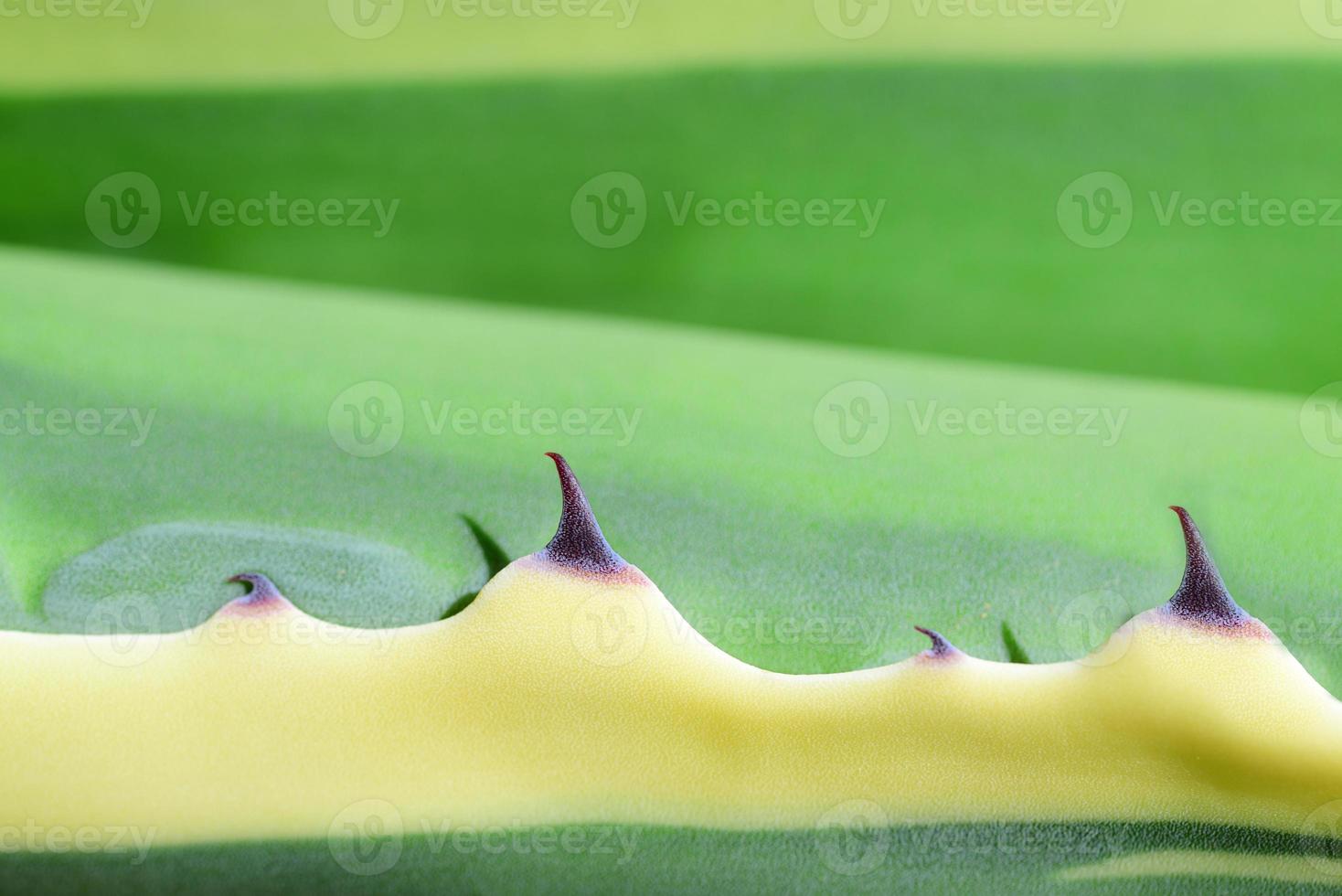 Detail, close-up and background of a brightly colored cactus with spines and space for text photo