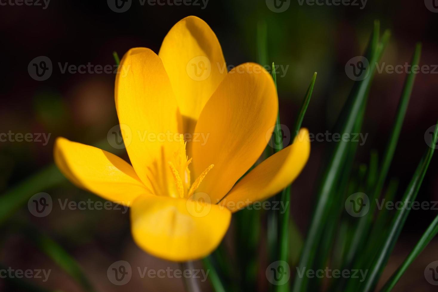 In spring, the crocus blooms yellow and bright against a dark background in nature photo