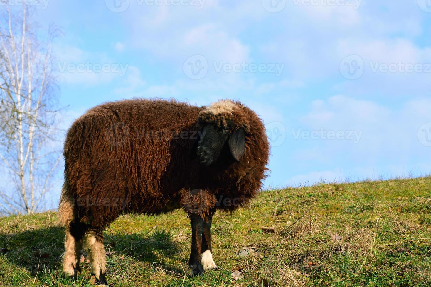 A black sheep stands alone in front of a blue sky on a green meadow in spring photo