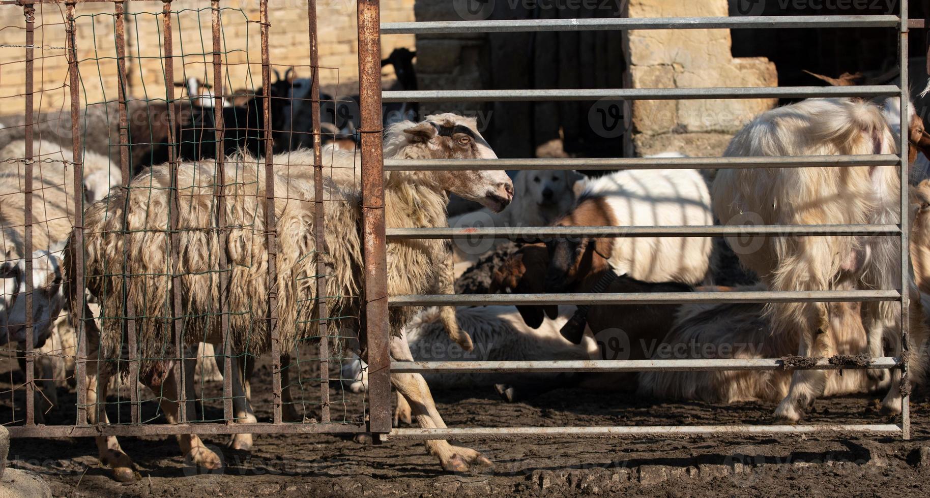 In the countryside in southern Europe, sheep and goats are in a stable, behind bars photo